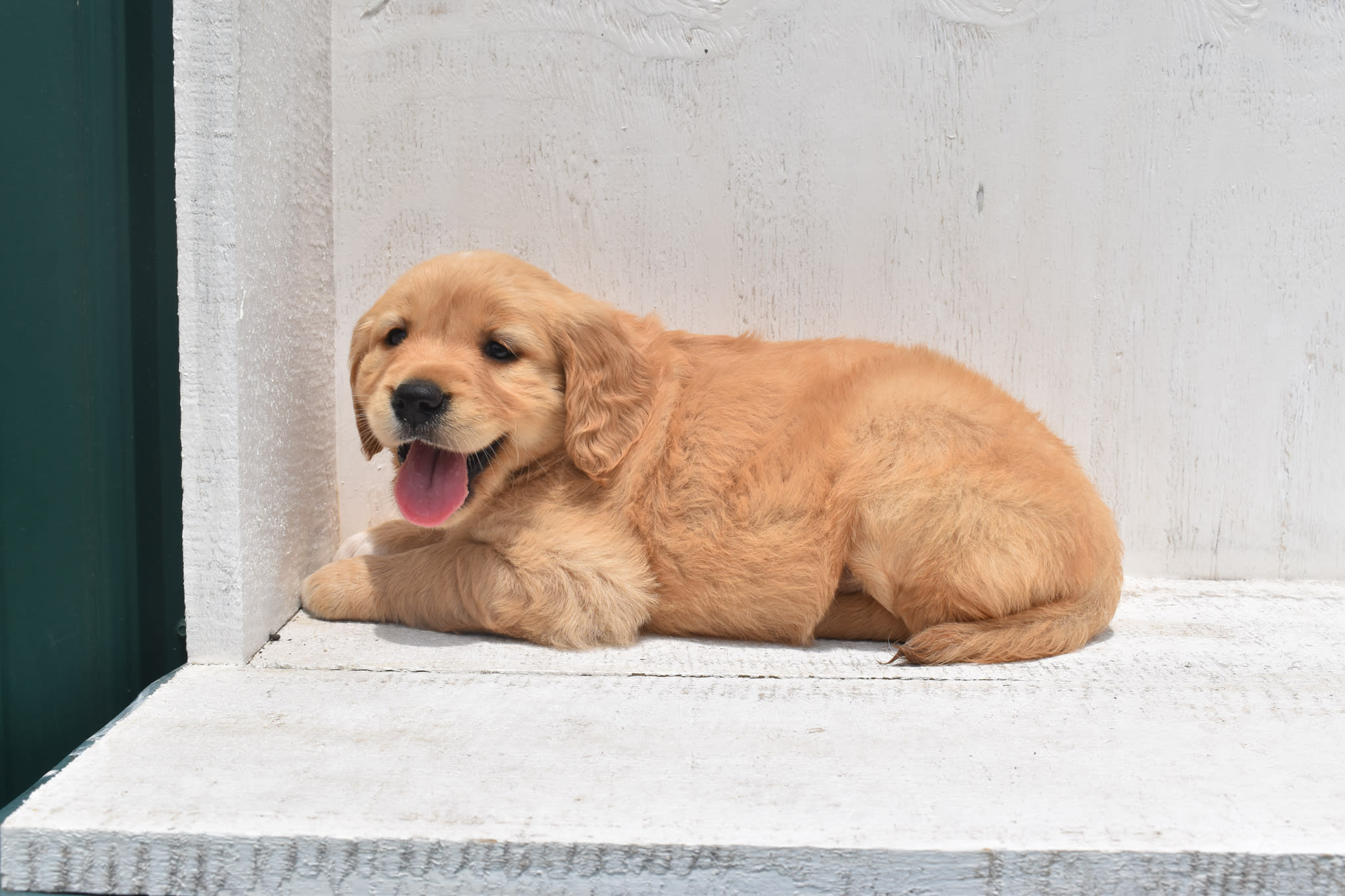 Golden Retriever puppy
