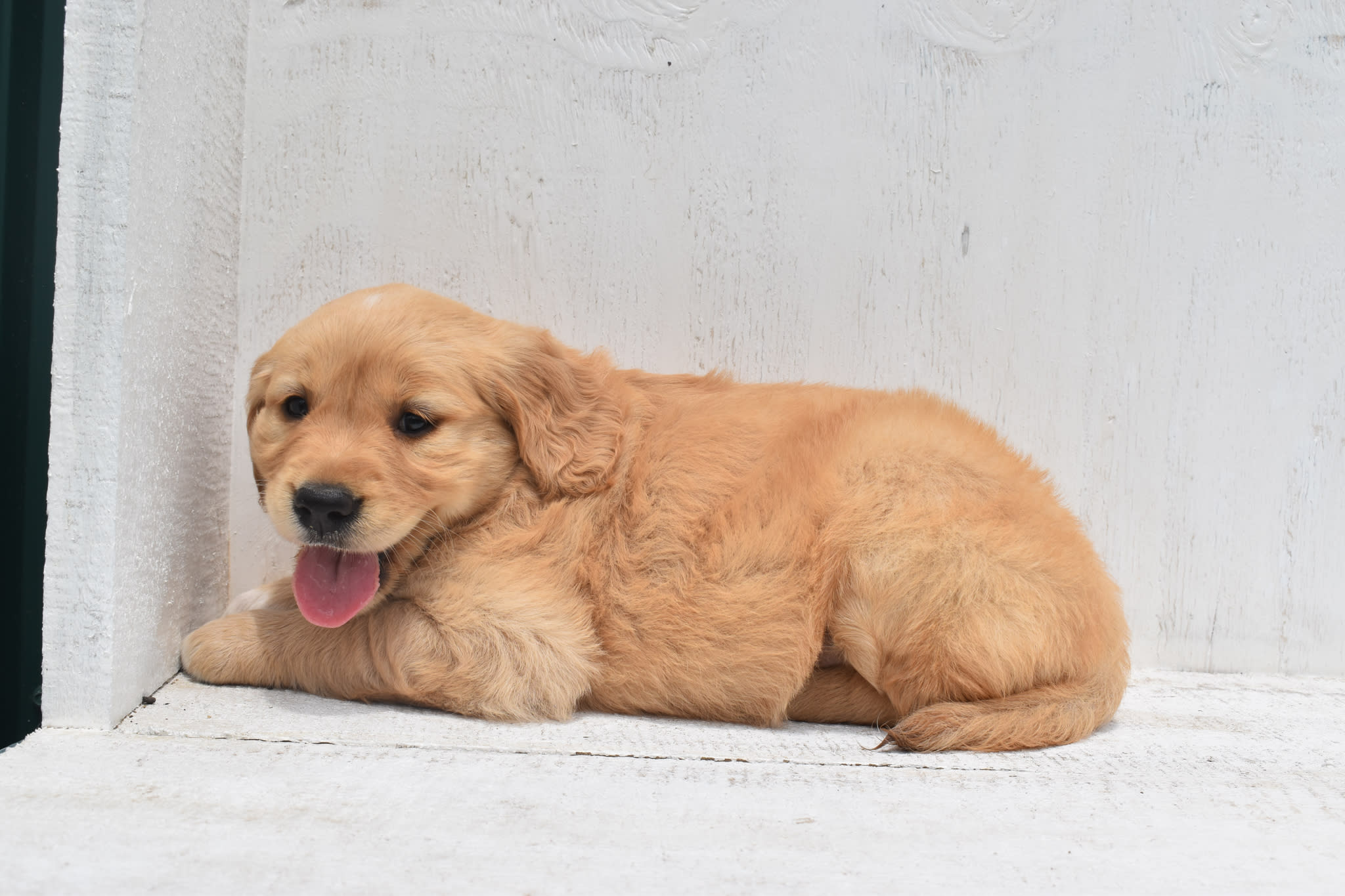 Golden Retriever puppy