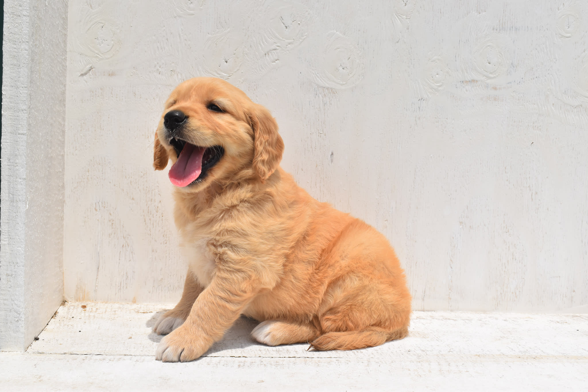 Golden Retriever puppy
