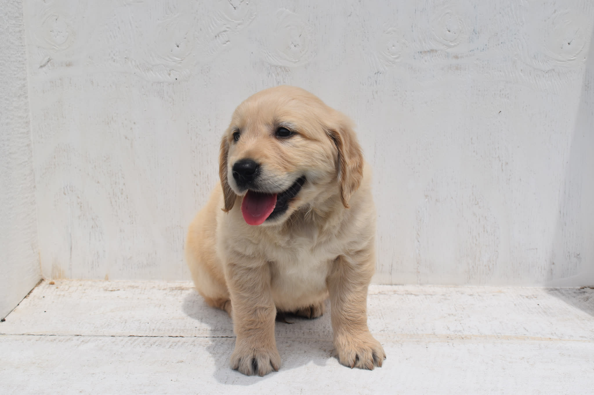 Golden Retriever puppy