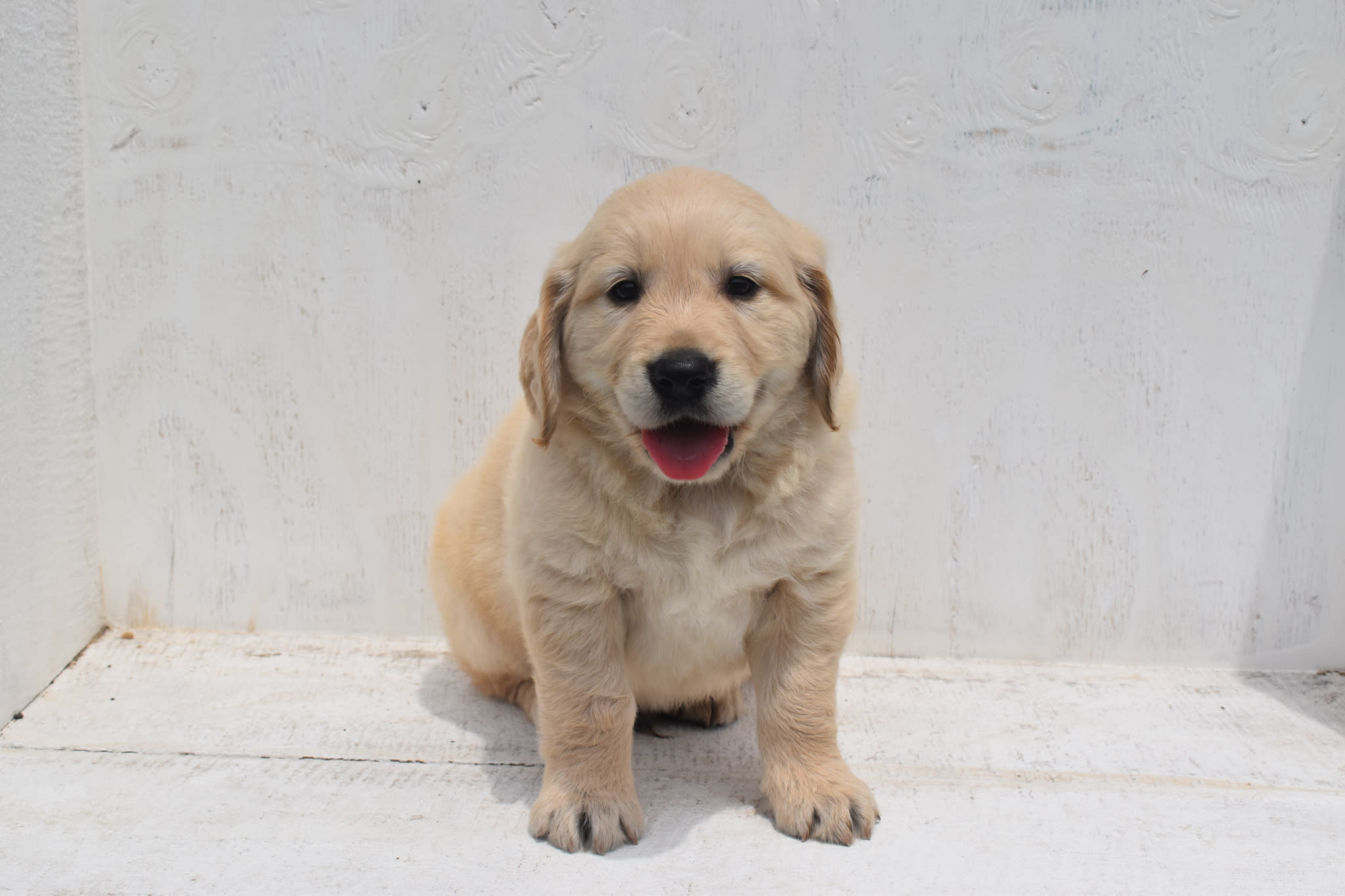 Golden Retriever puppy