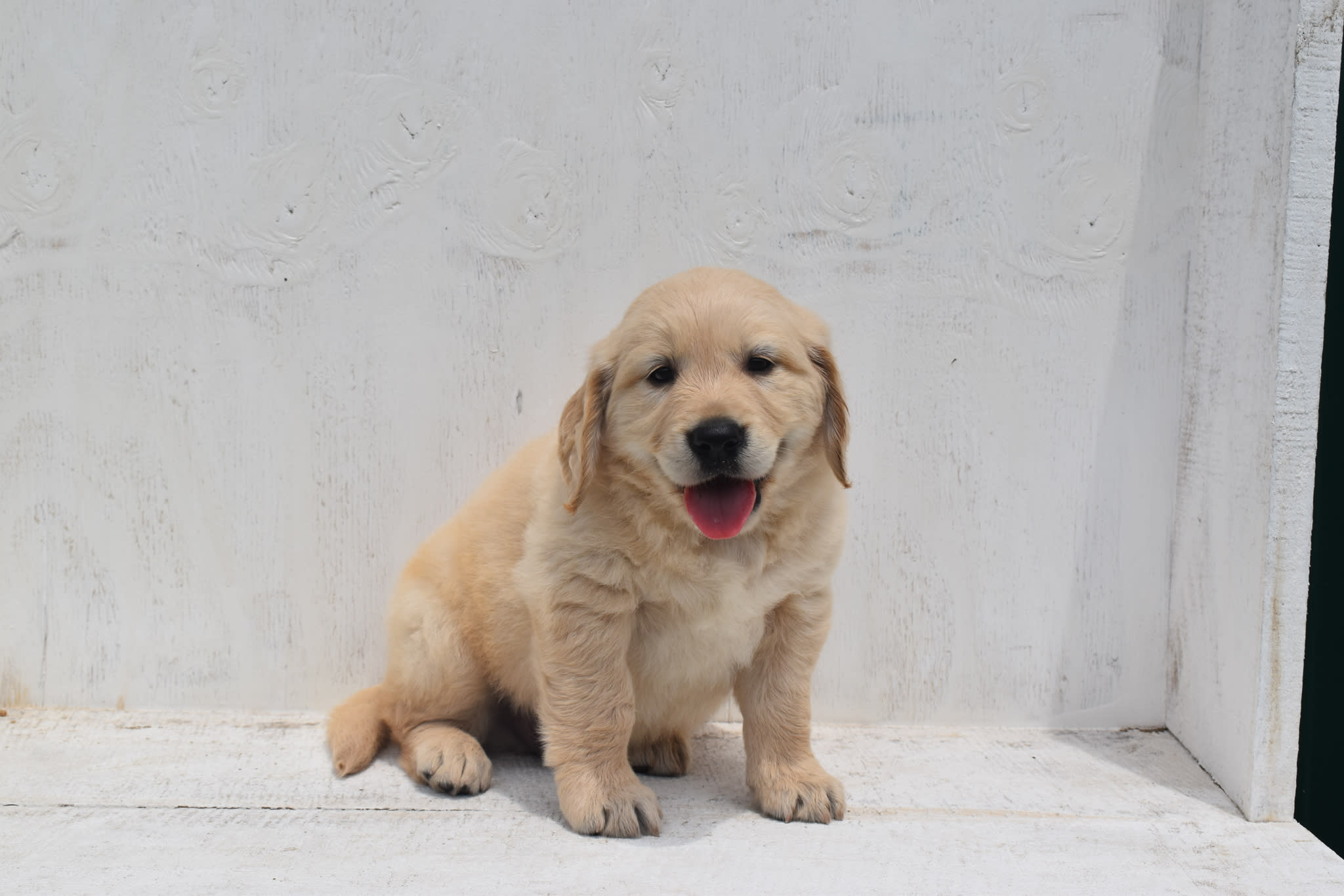 Golden Retriever puppy