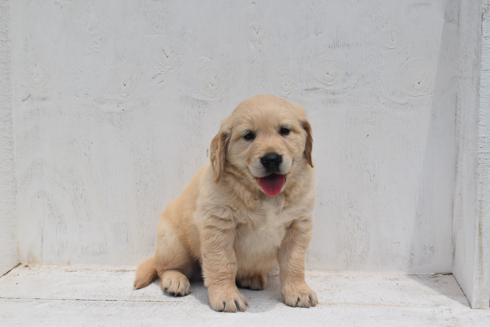 Golden Retriever puppy