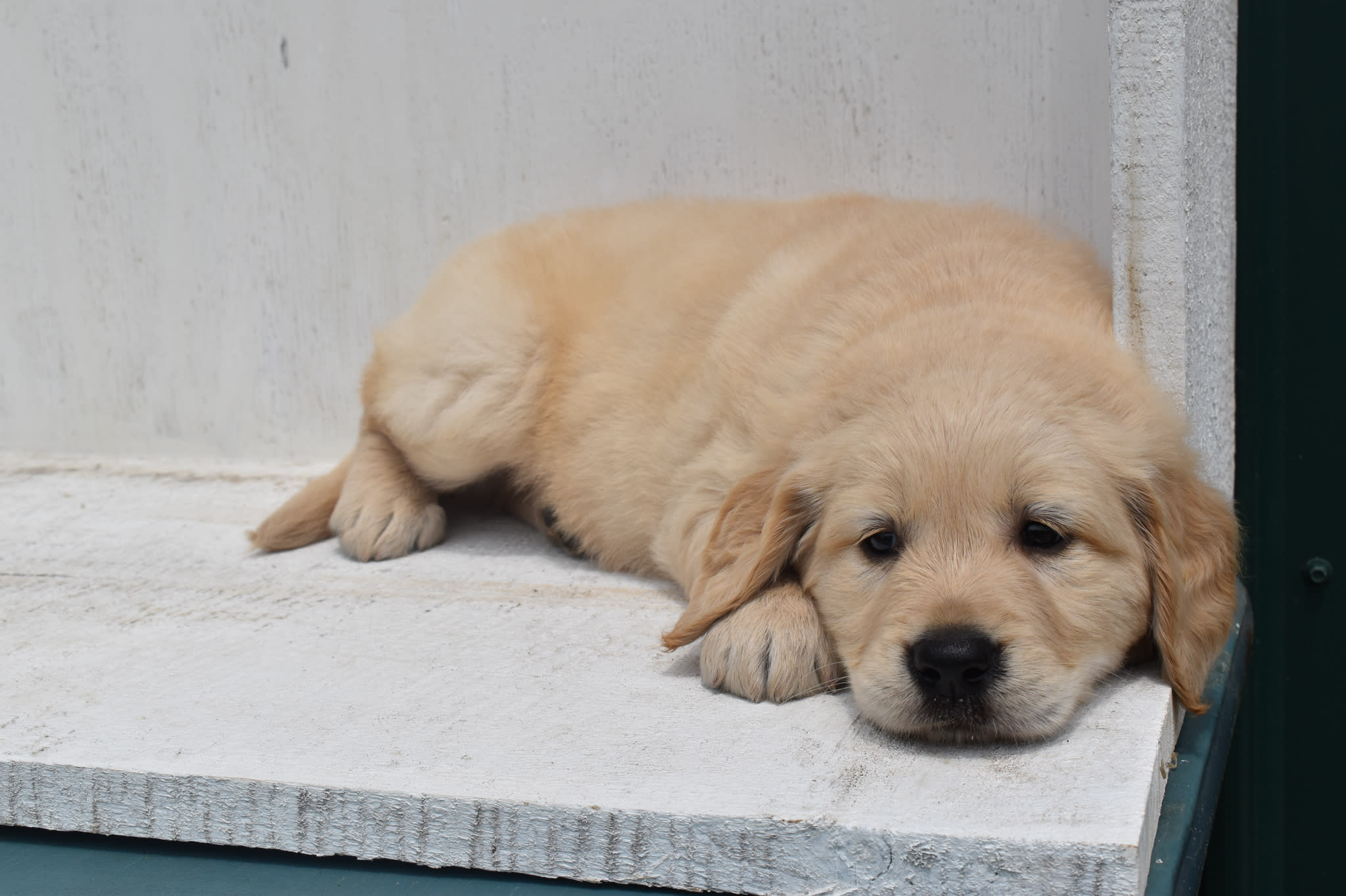 Golden Retriever puppy