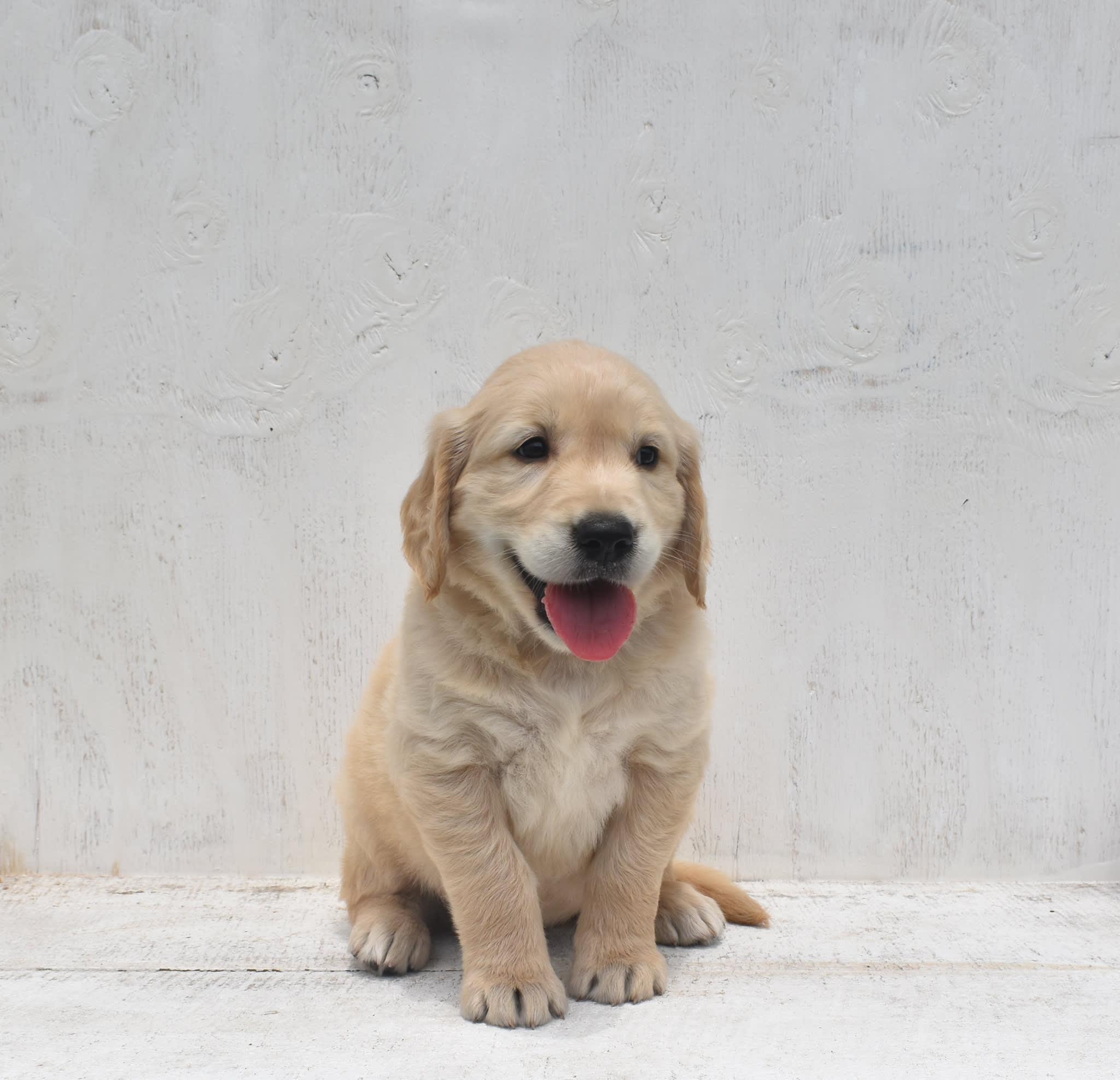Golden Retriever puppy
