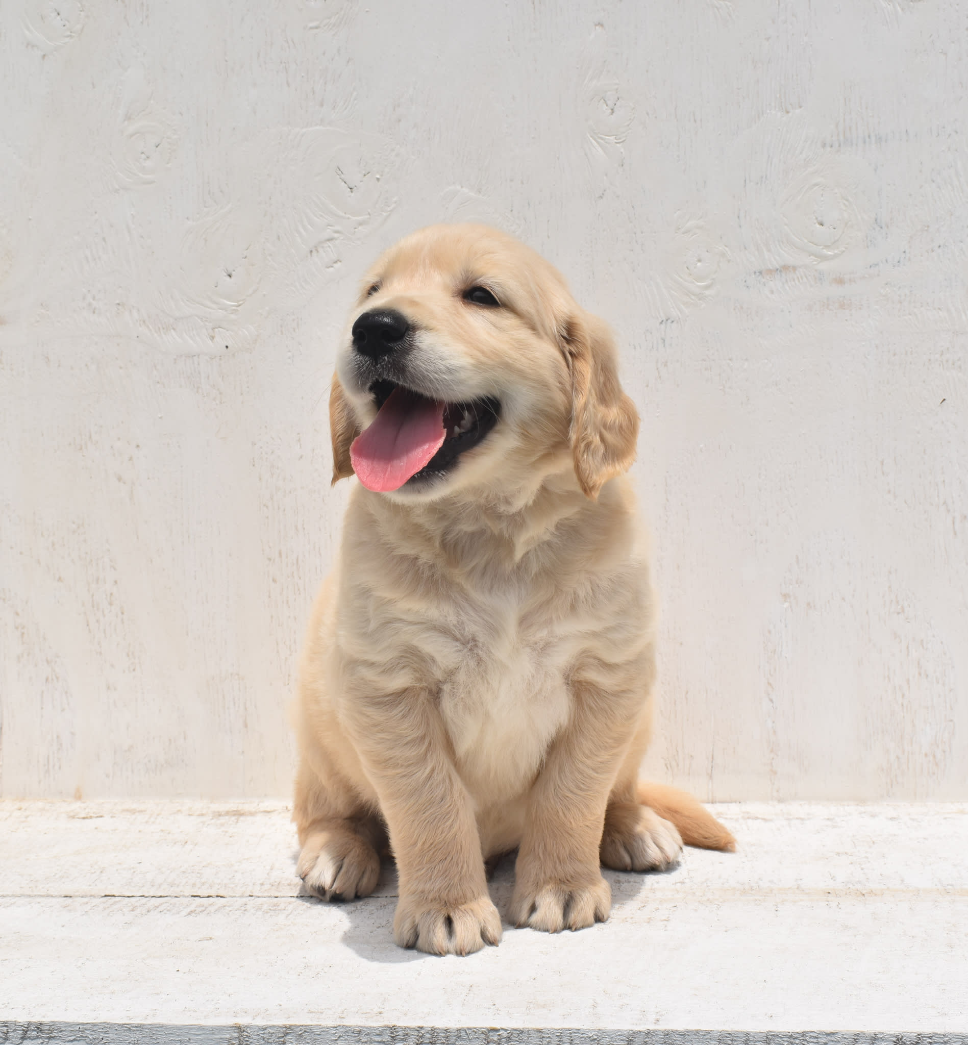 Golden Retriever puppy