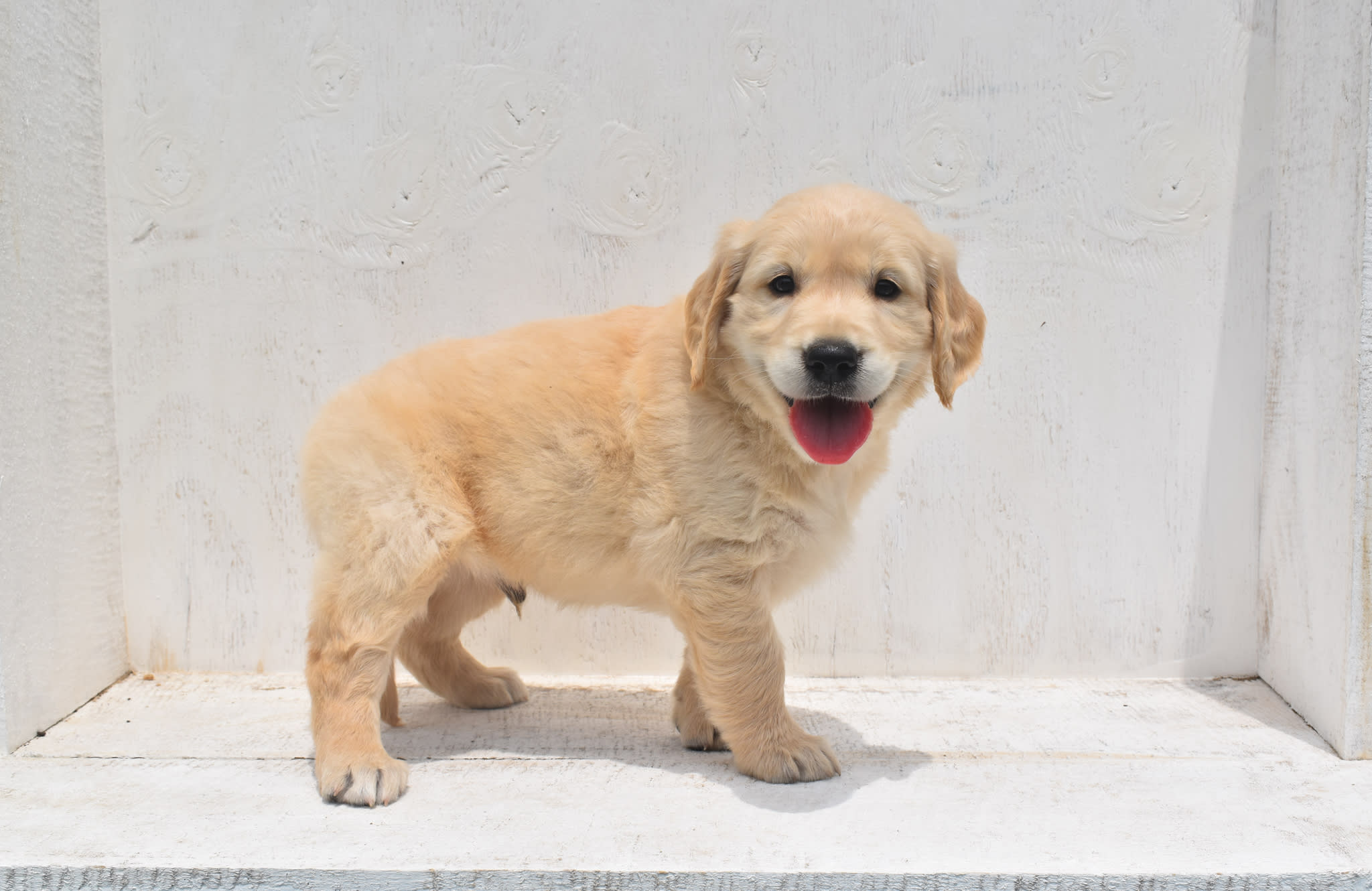 Golden Retriever puppy