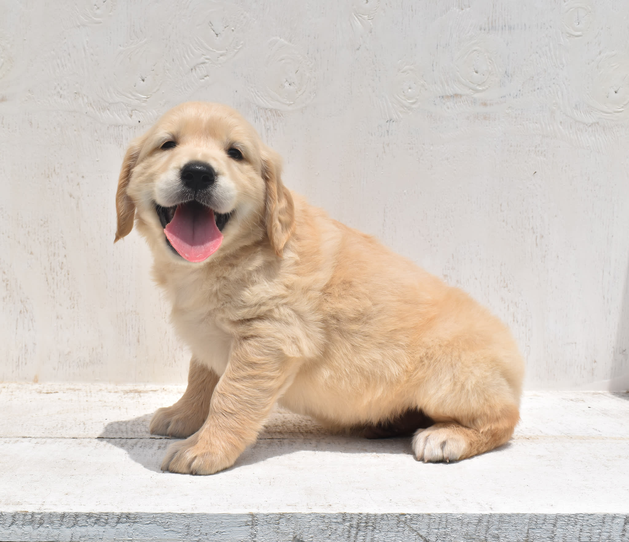 Golden Retriever puppy