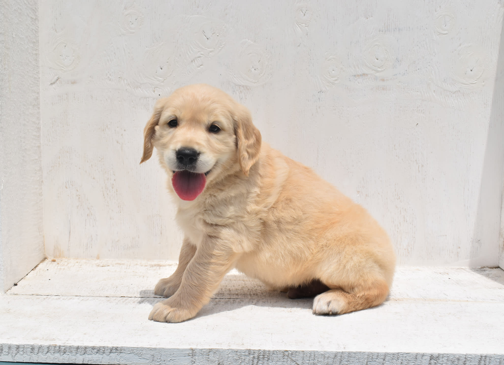 Golden Retriever puppy
