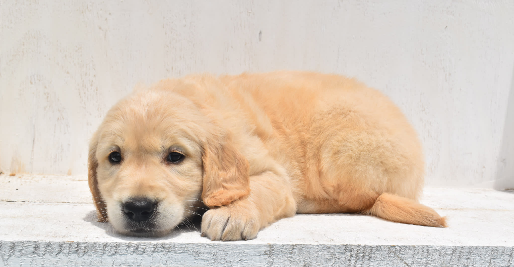 Golden Retriever puppy