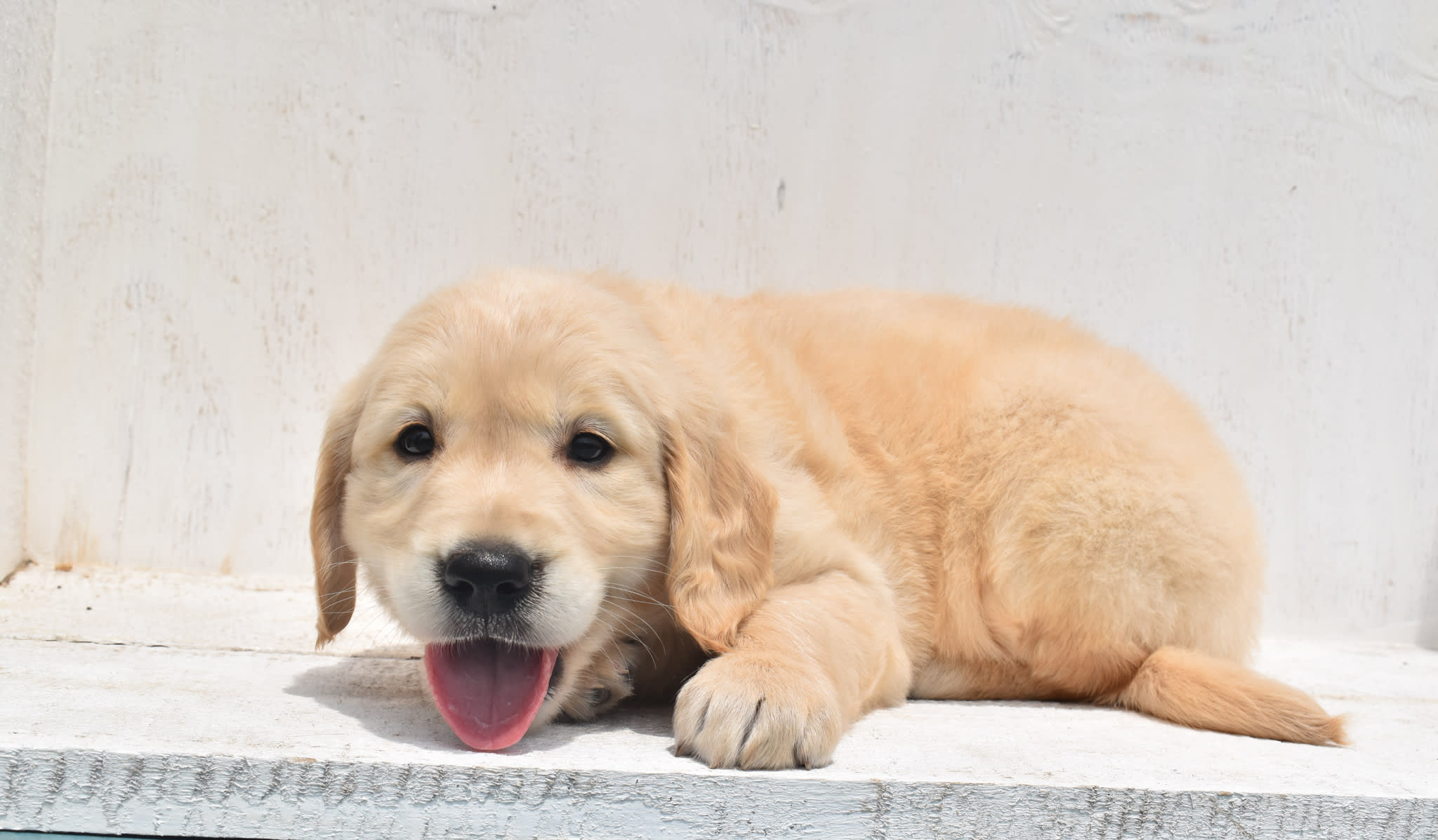 Golden Retriever puppy