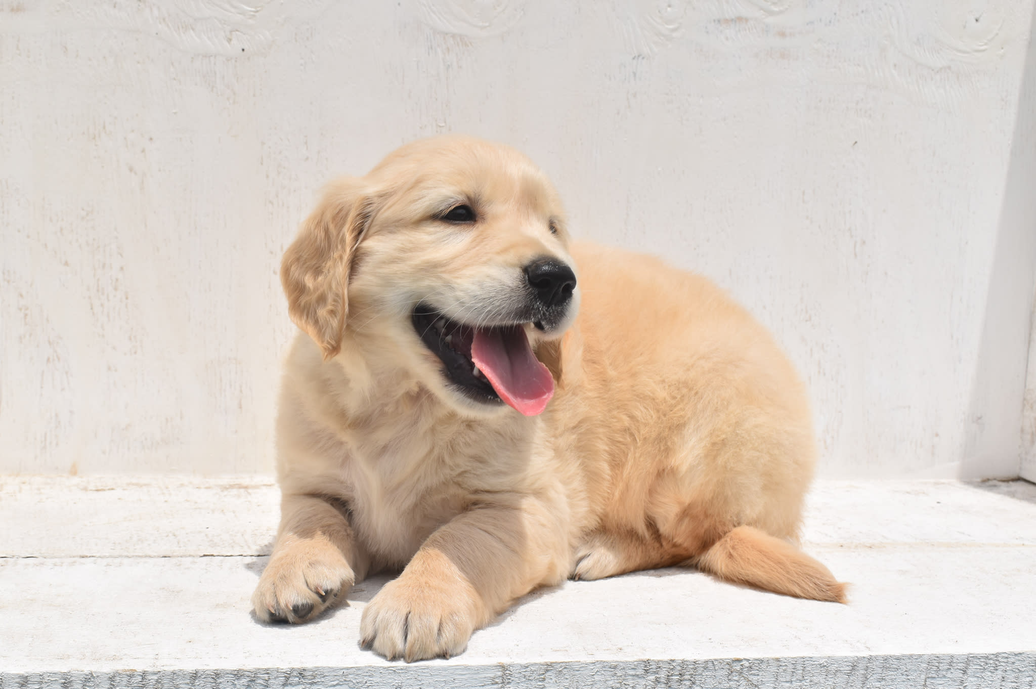 Golden Retriever puppy