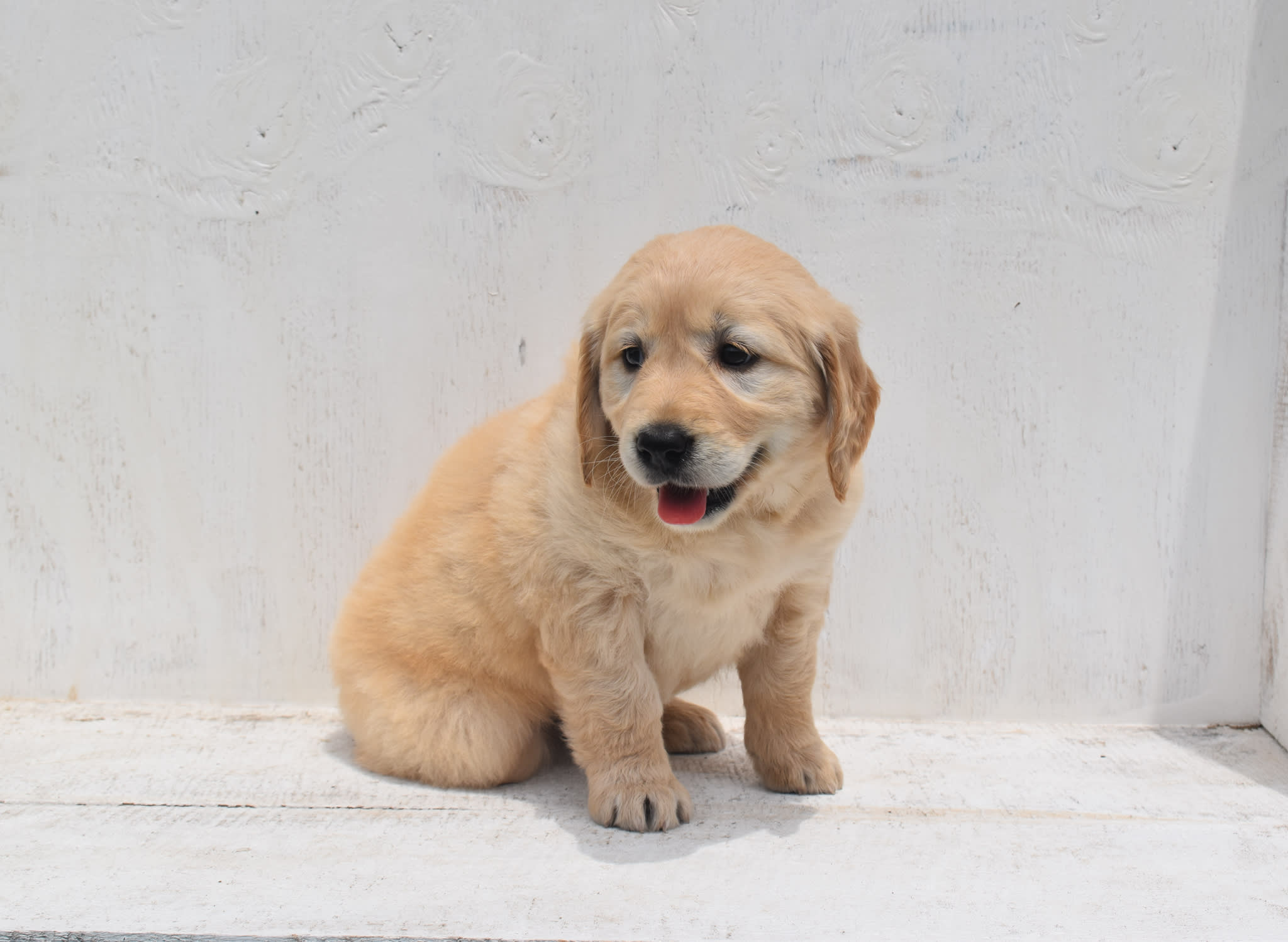 Golden Retriever puppy