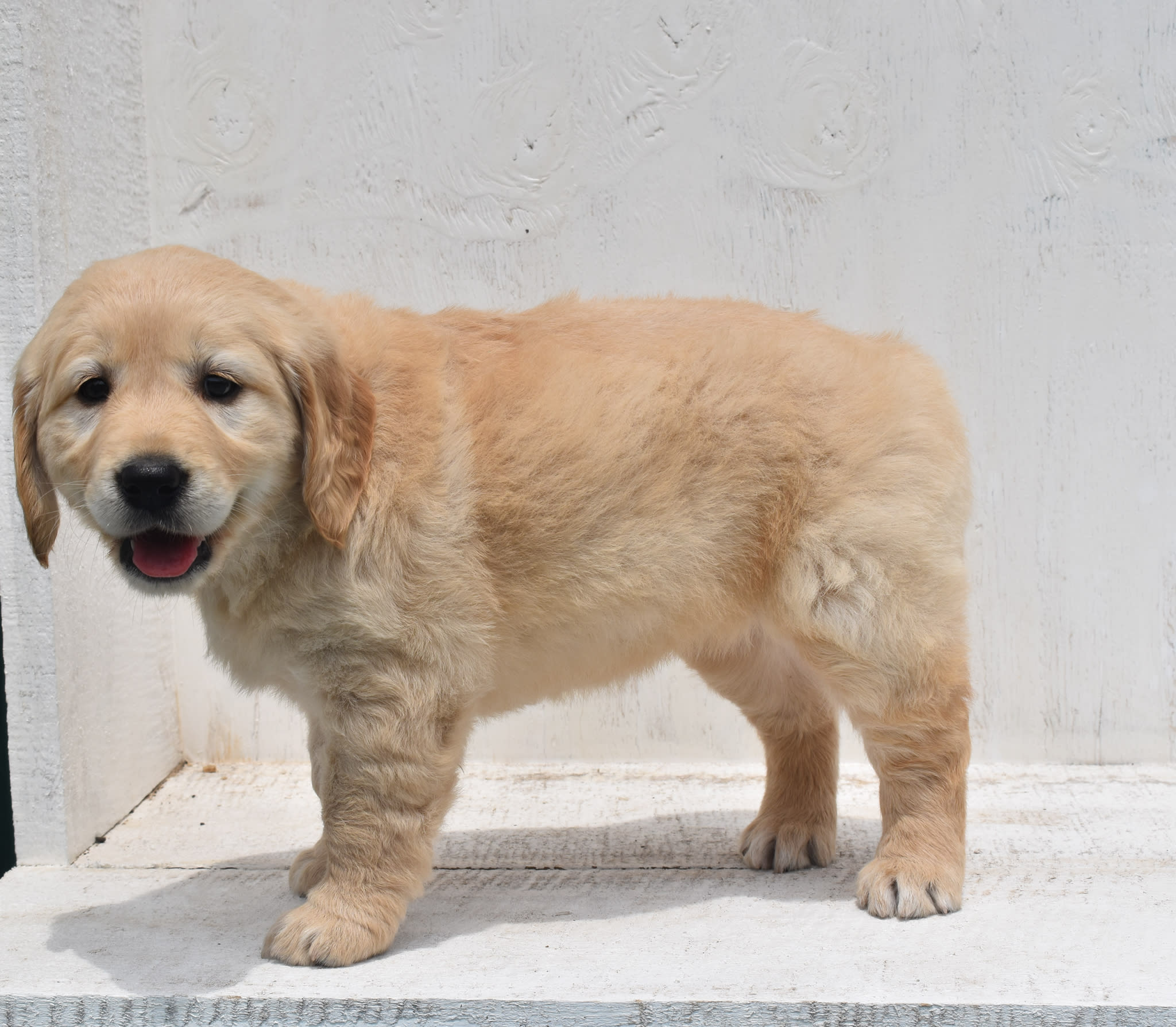 Golden Retriever puppy
