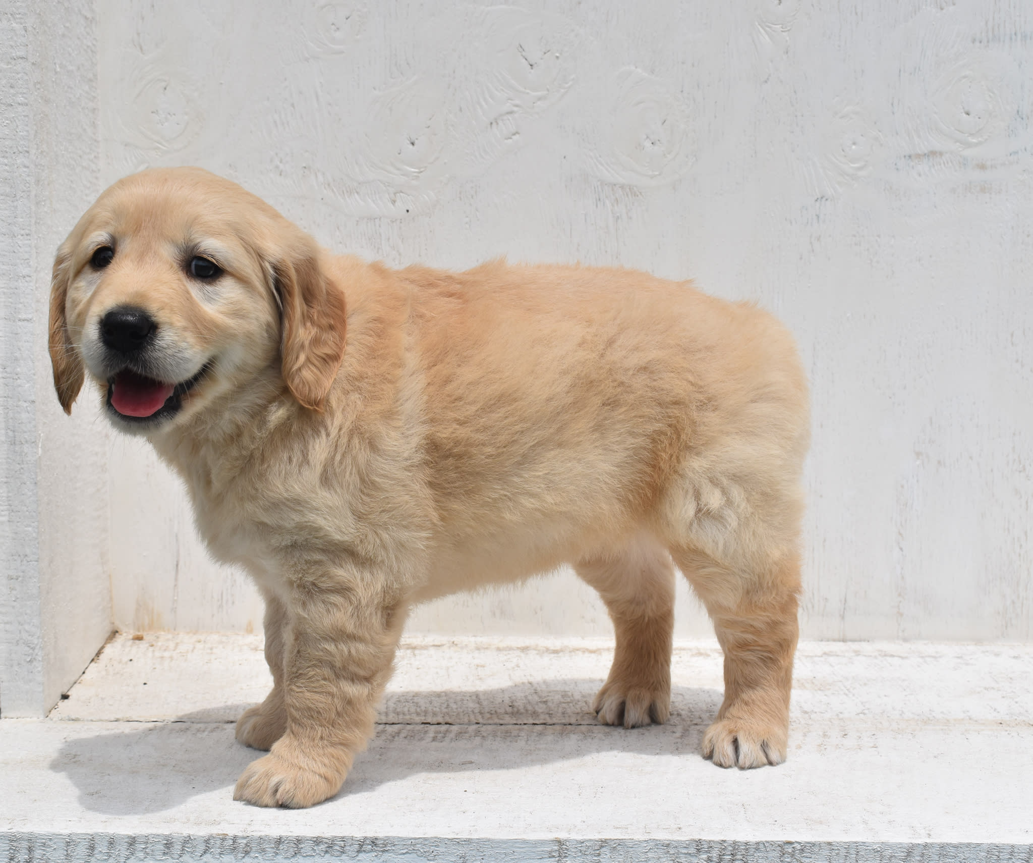 Golden Retriever puppy