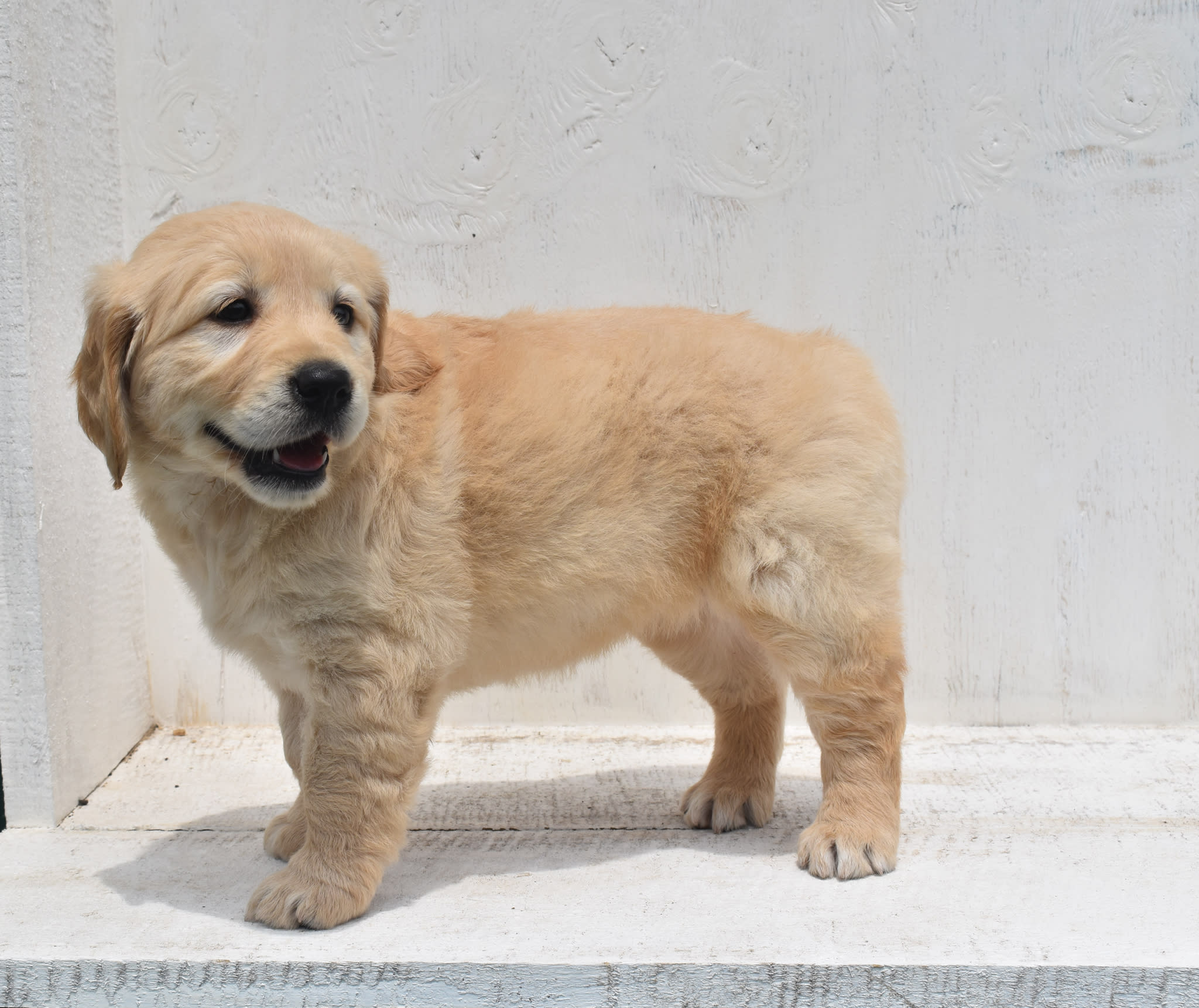 Golden Retriever puppy