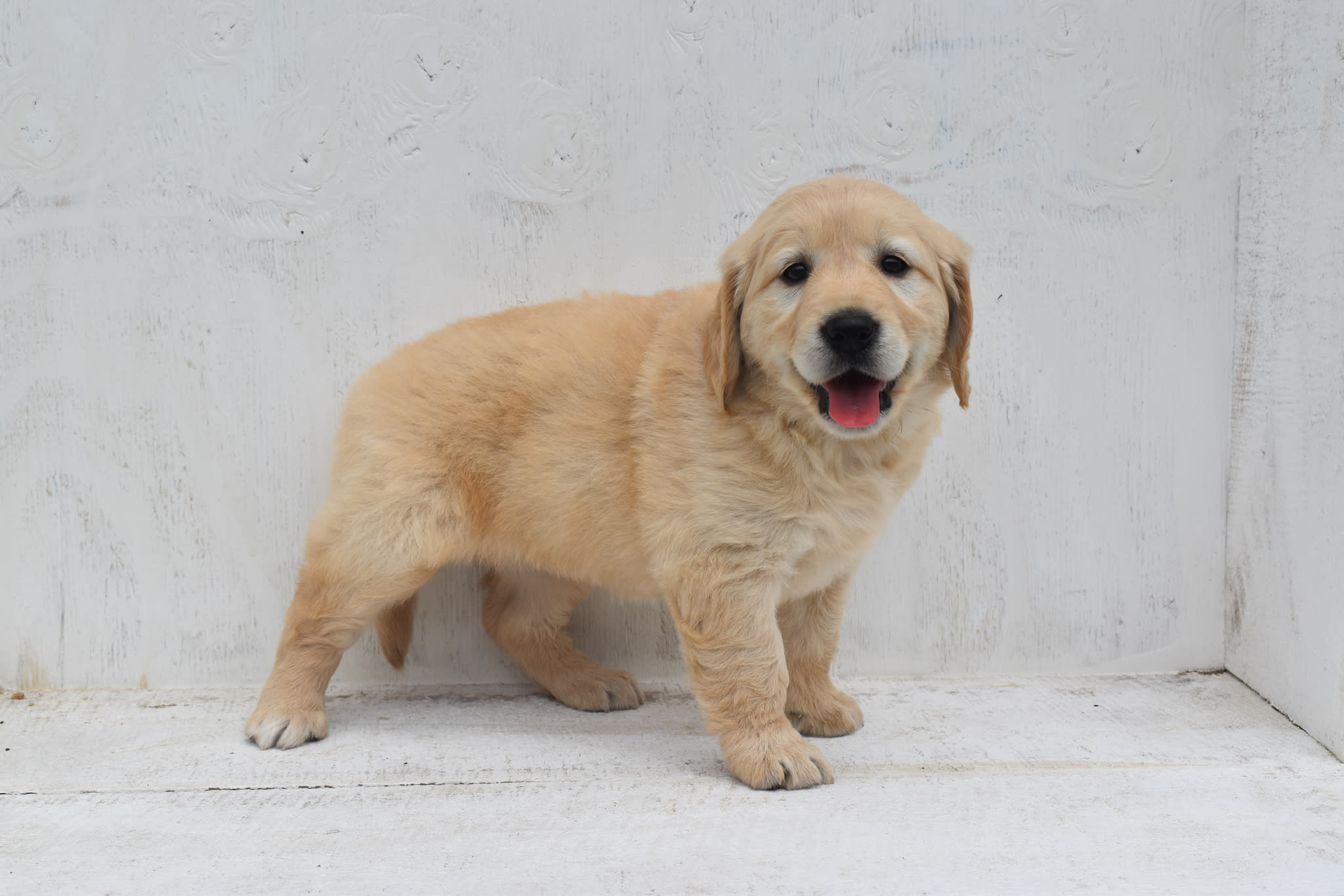 Golden Retriever puppy