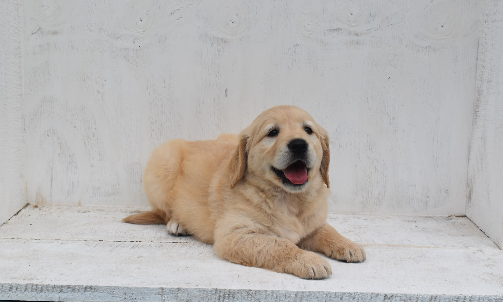 Golden Retriever puppy