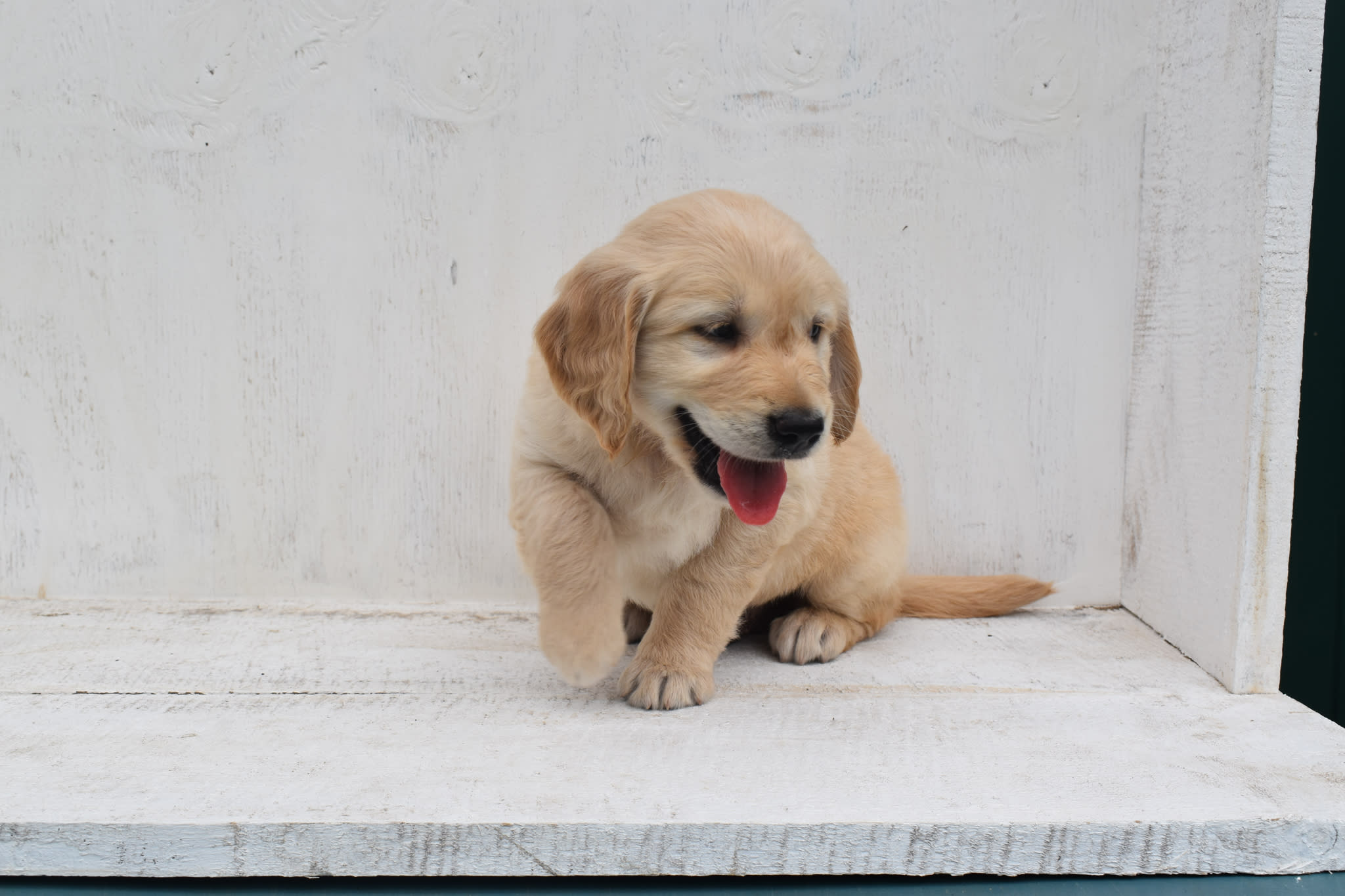Golden Retriever puppy