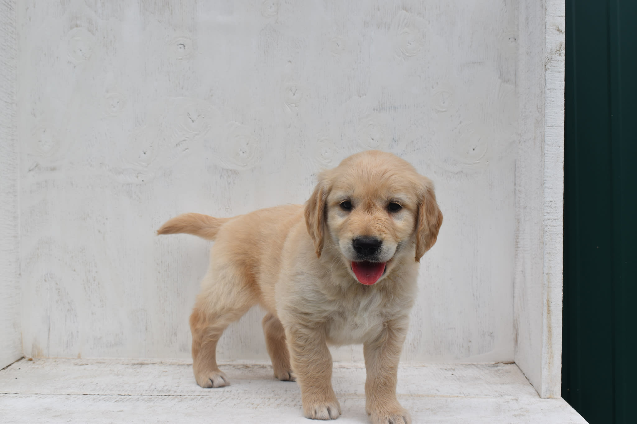 Golden Retriever puppy