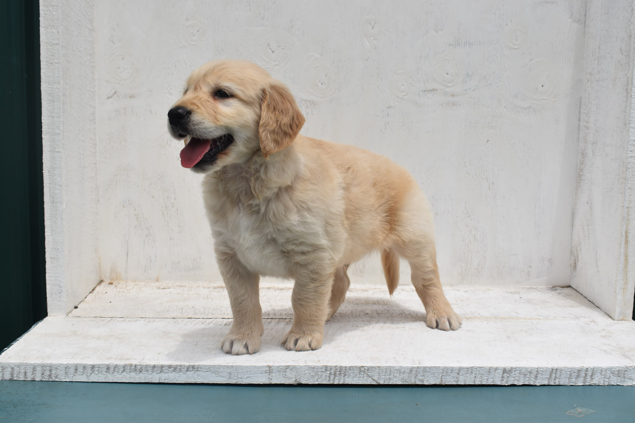 Golden Retriever puppy