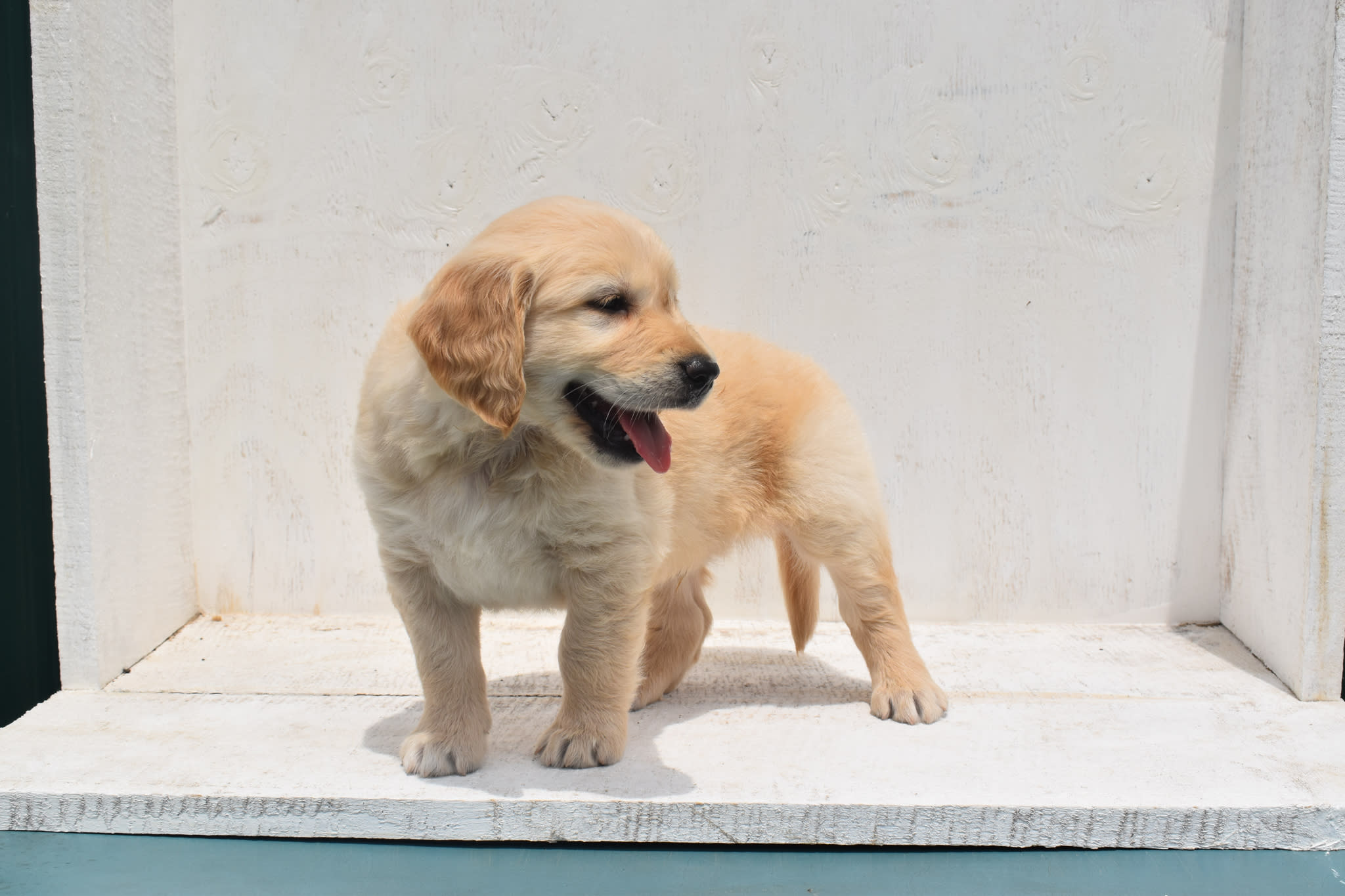 Golden Retriever puppy