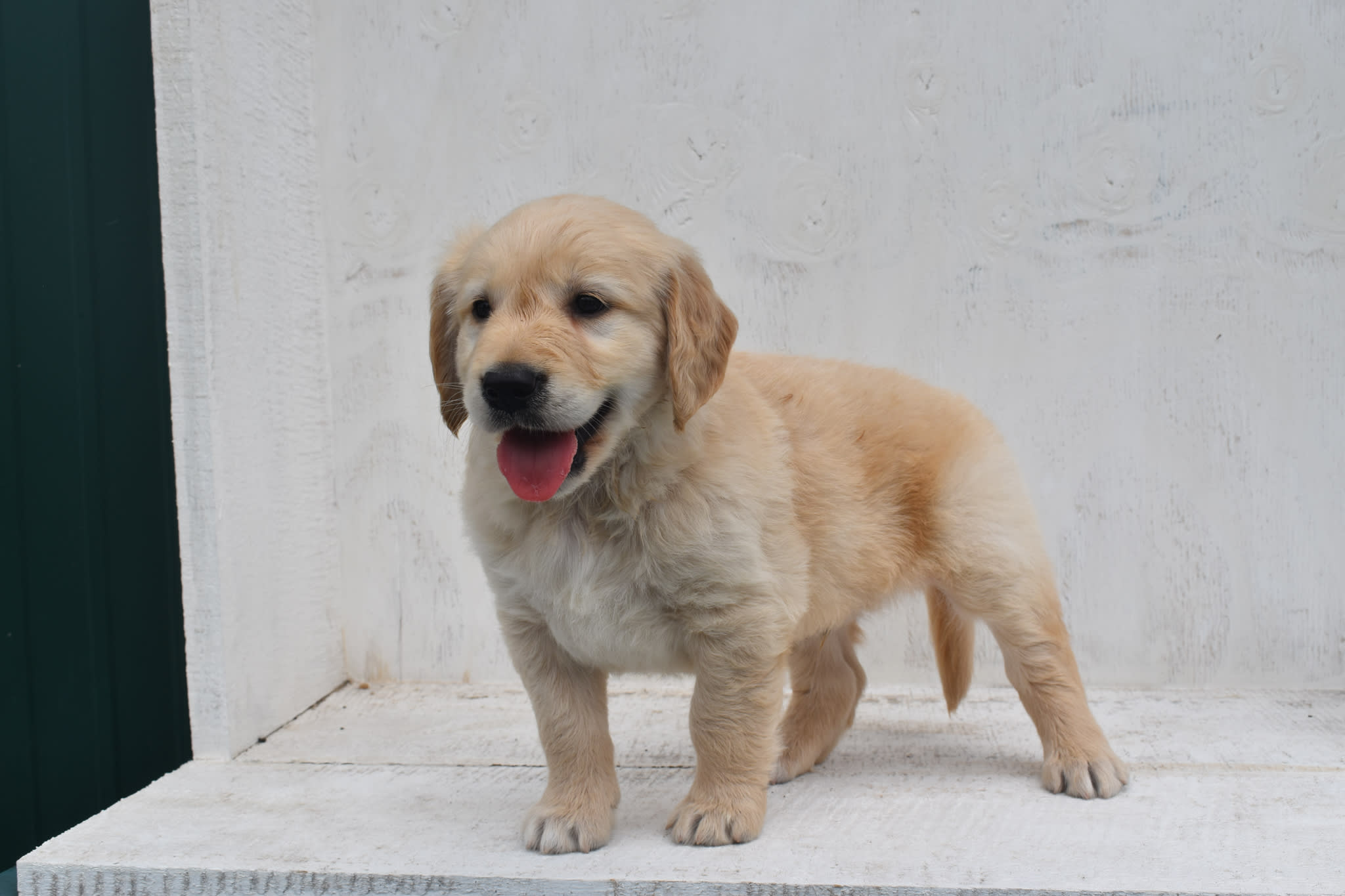Golden Retriever puppy