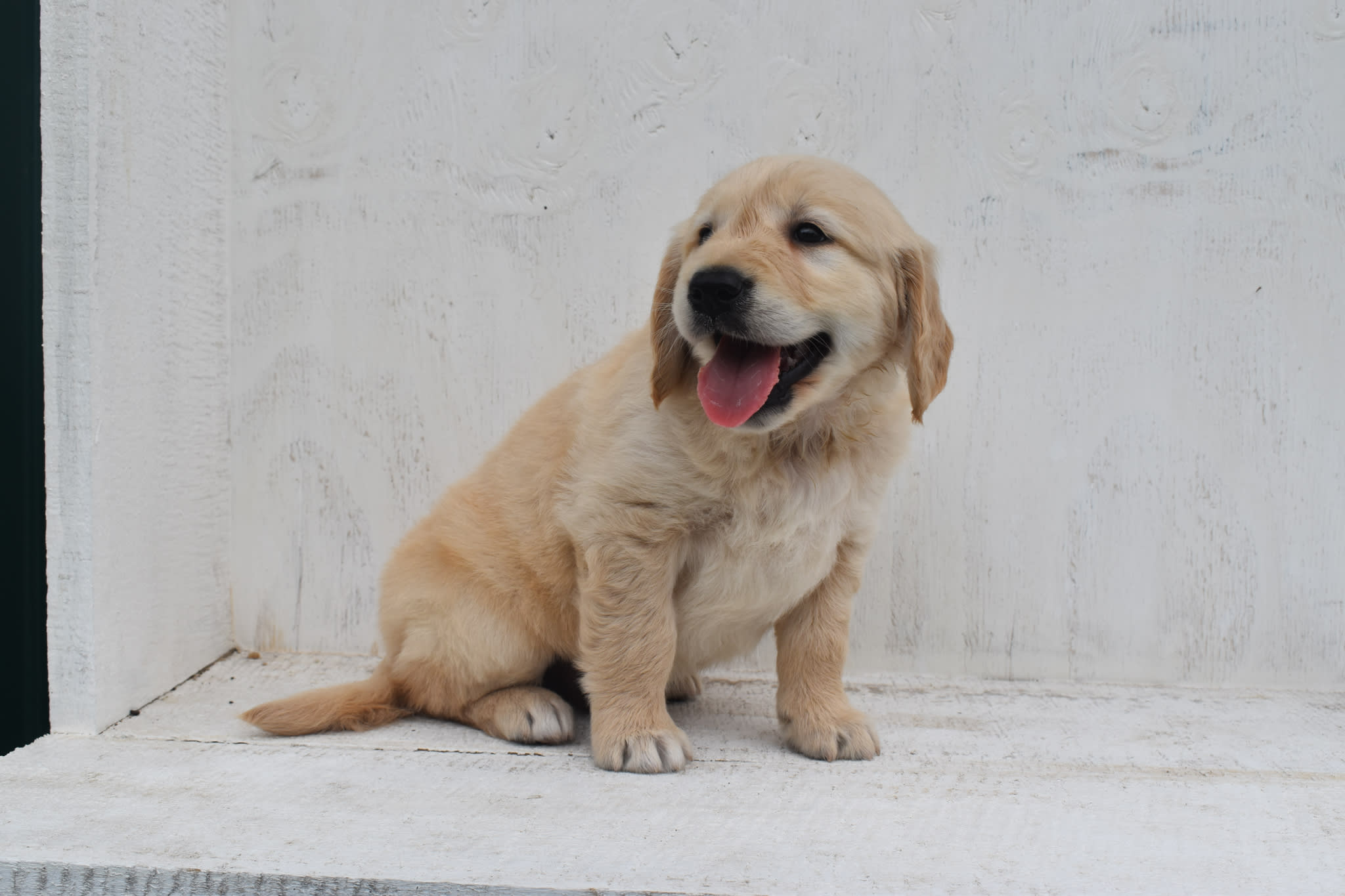 Golden Retriever puppy