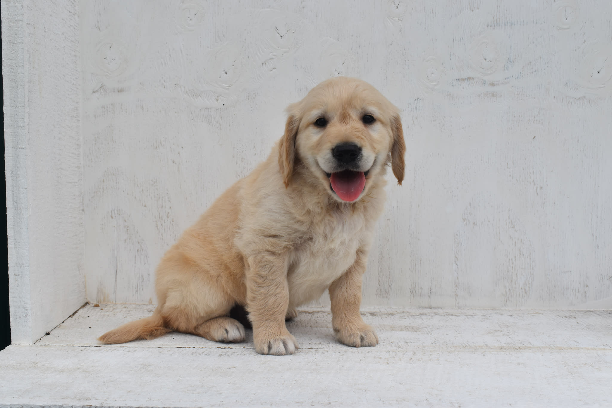 Golden Retriever puppy