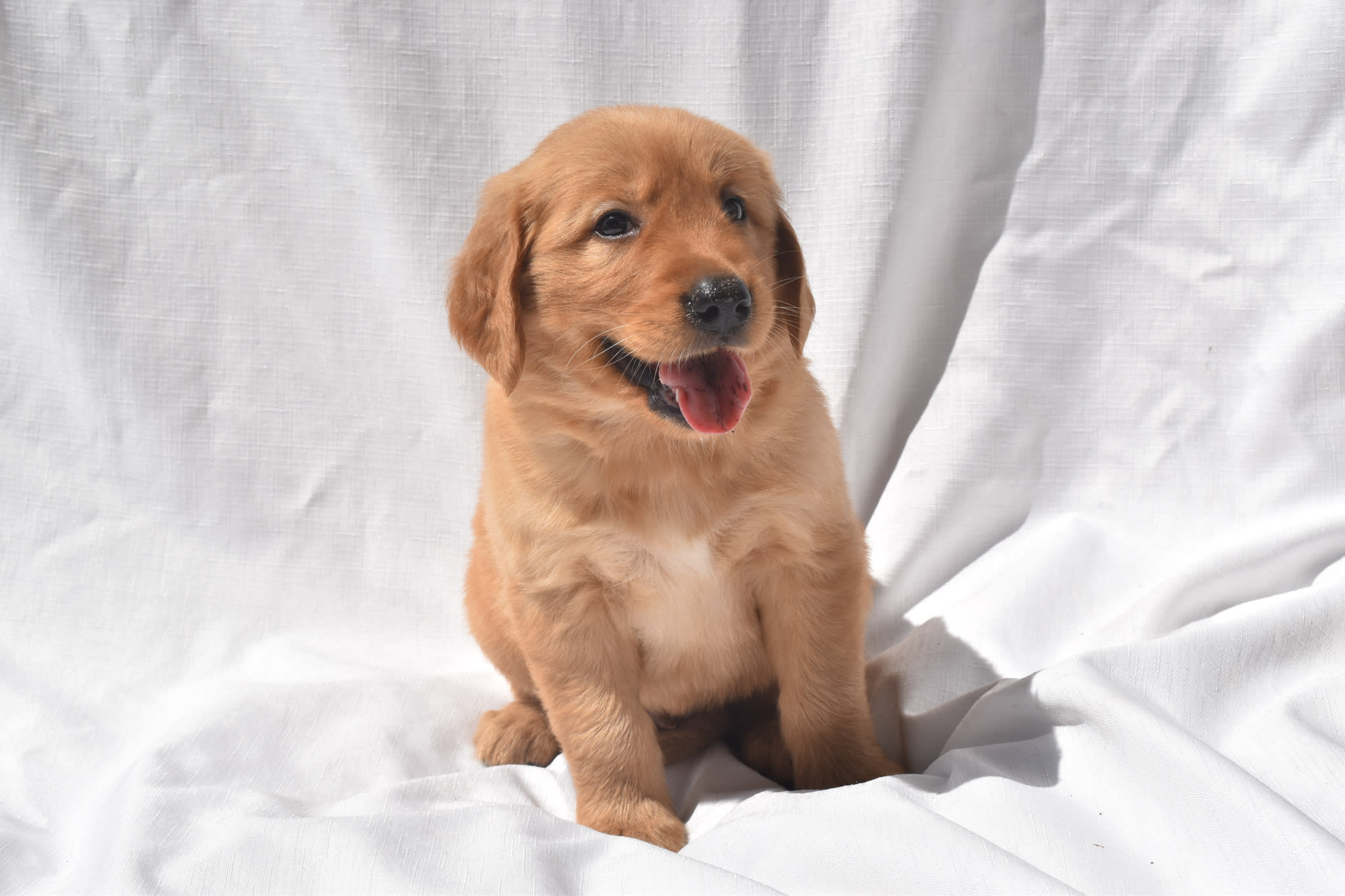 Golden Retriever puppy
