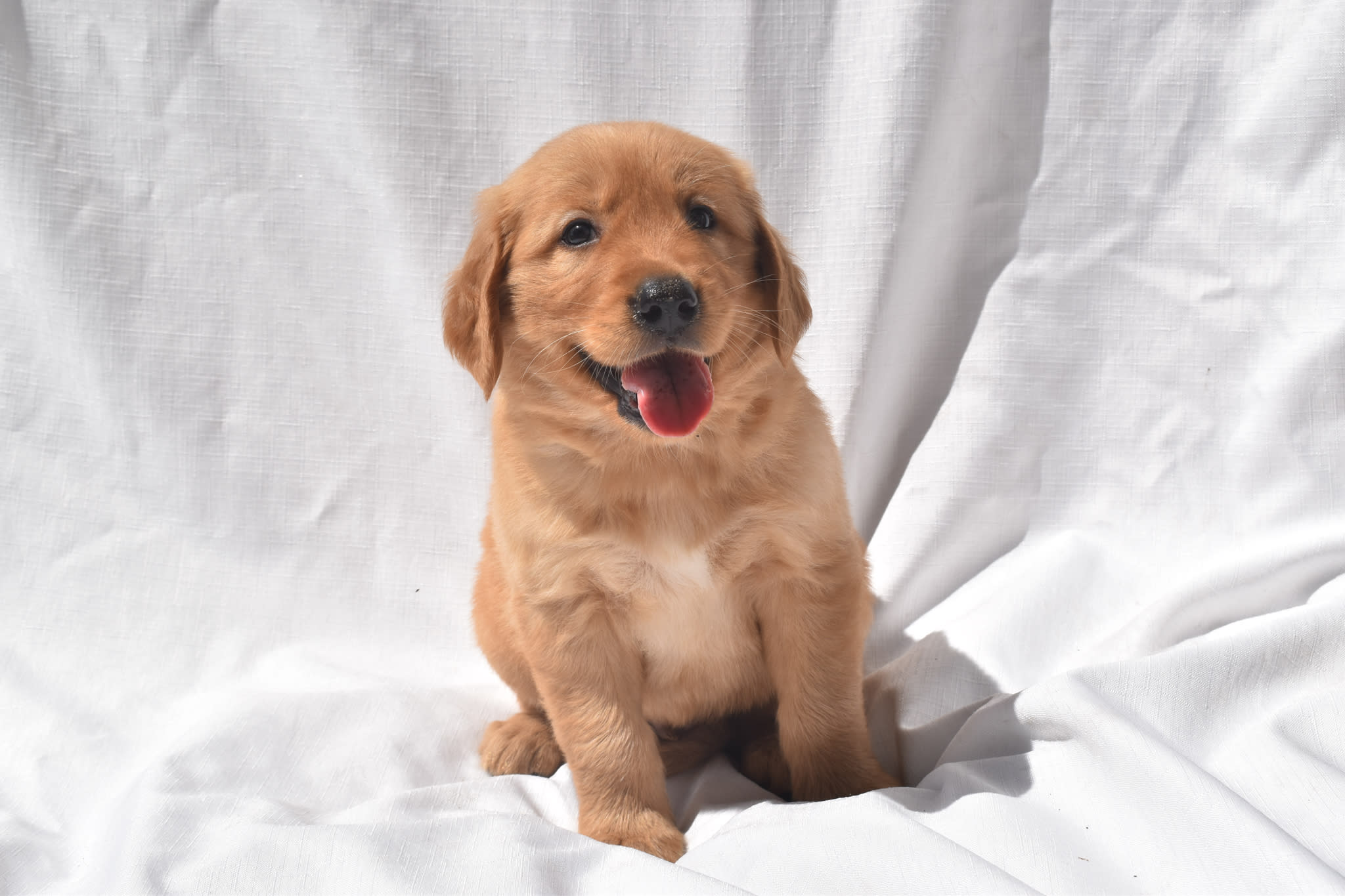 Golden Retriever puppy