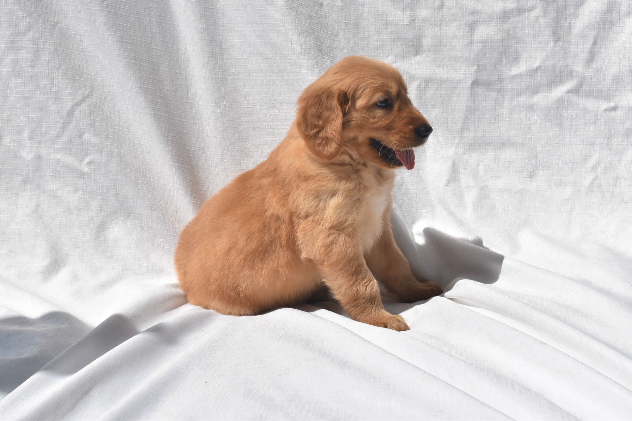 Golden Retriever puppy