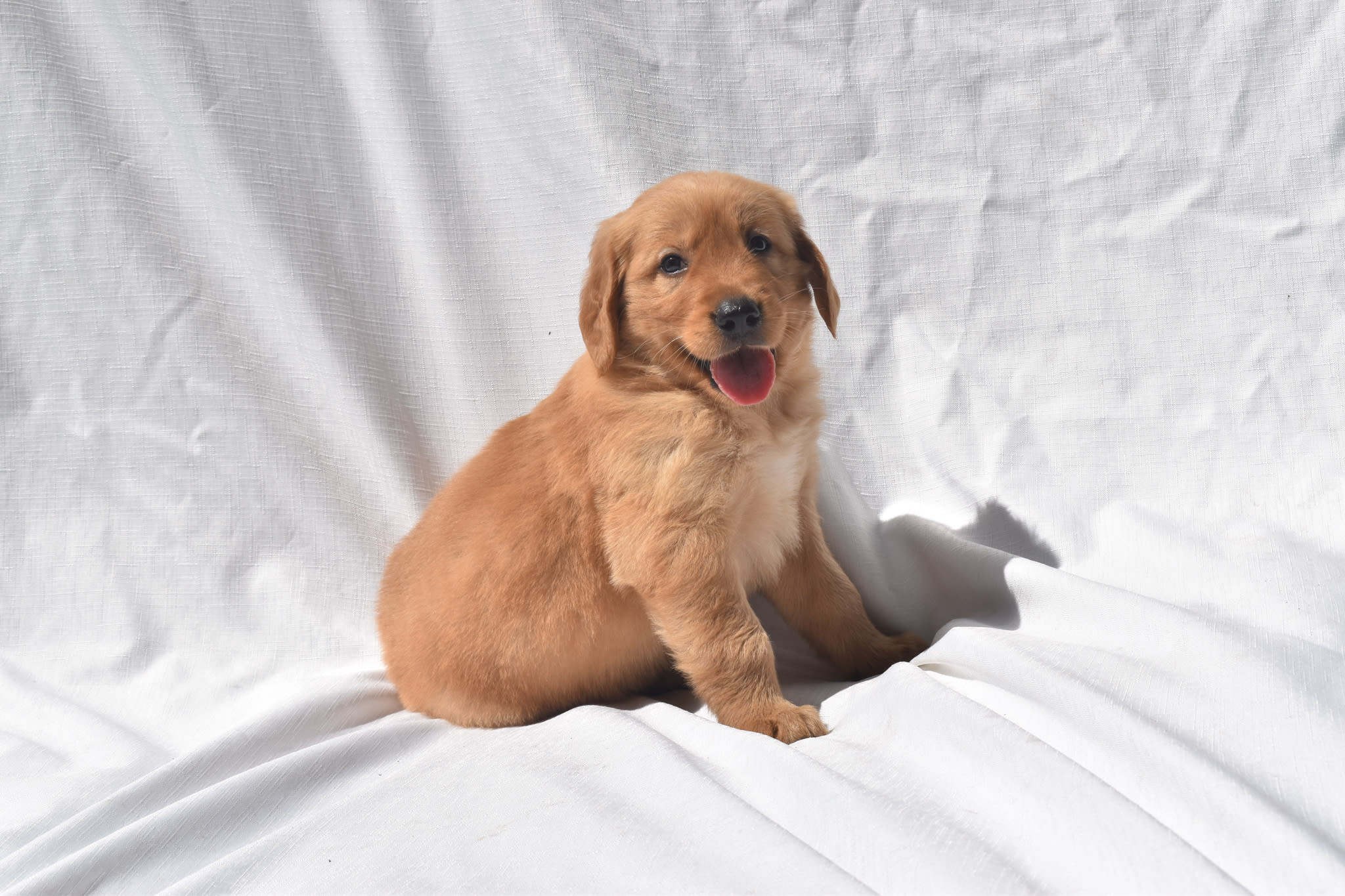 Golden Retriever puppy