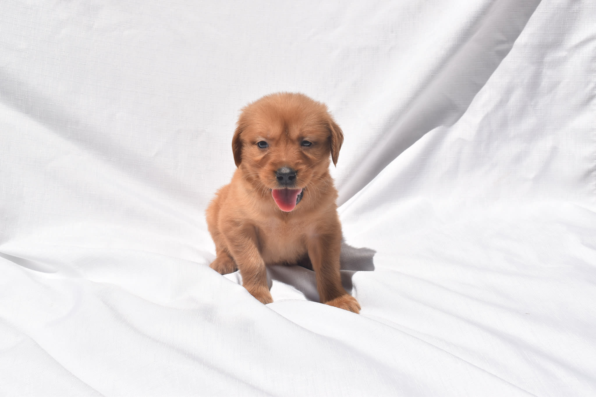 Golden Retriever puppy
