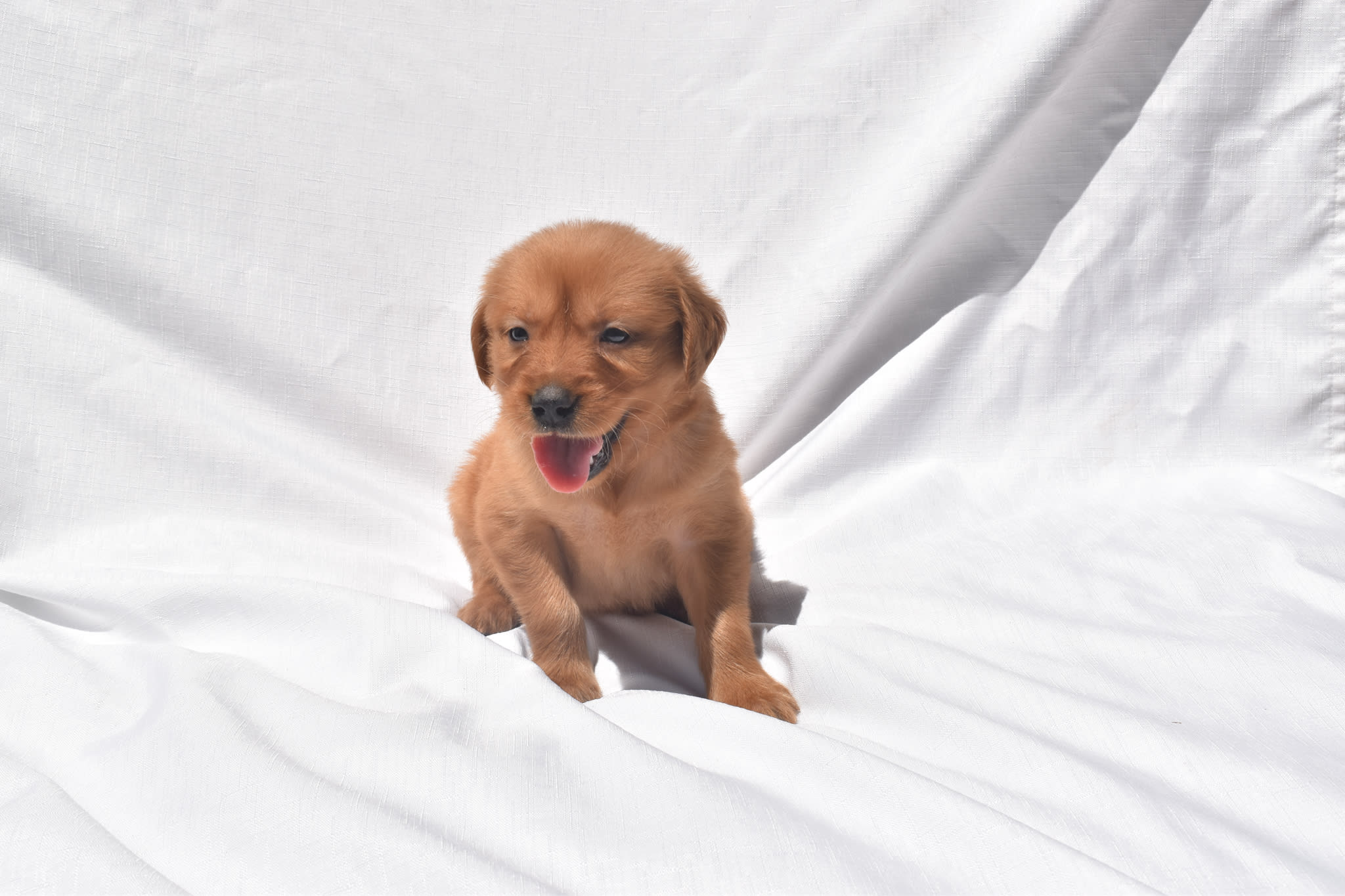 Golden Retriever puppy