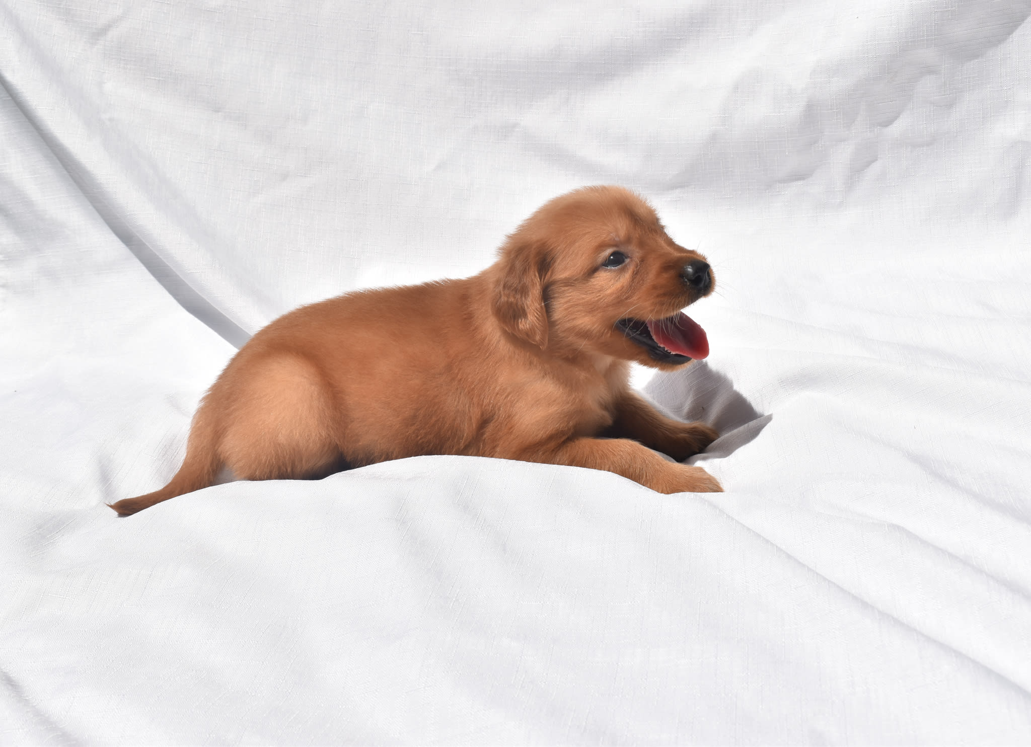 Golden Retriever puppy