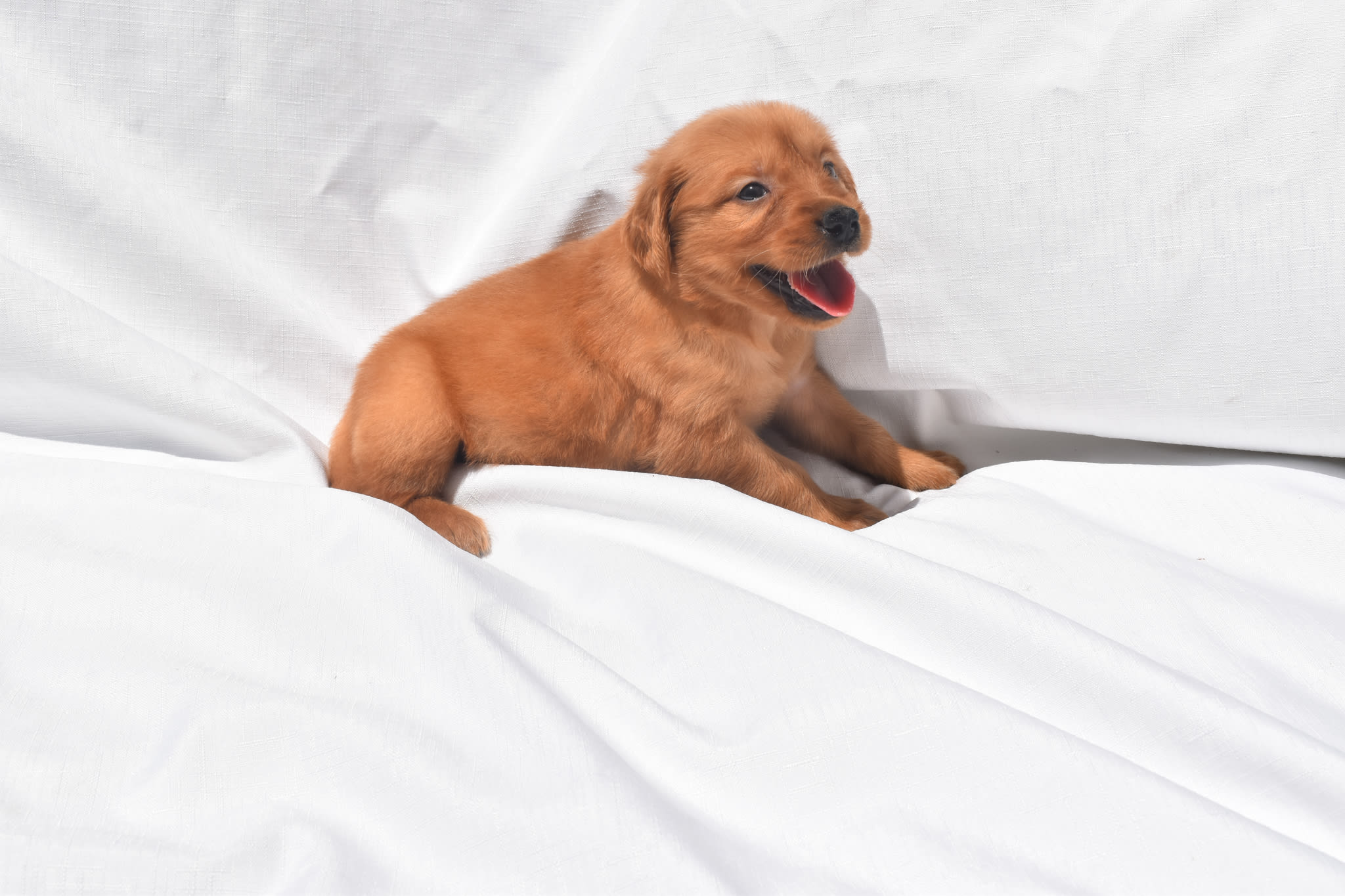 Golden Retriever puppy