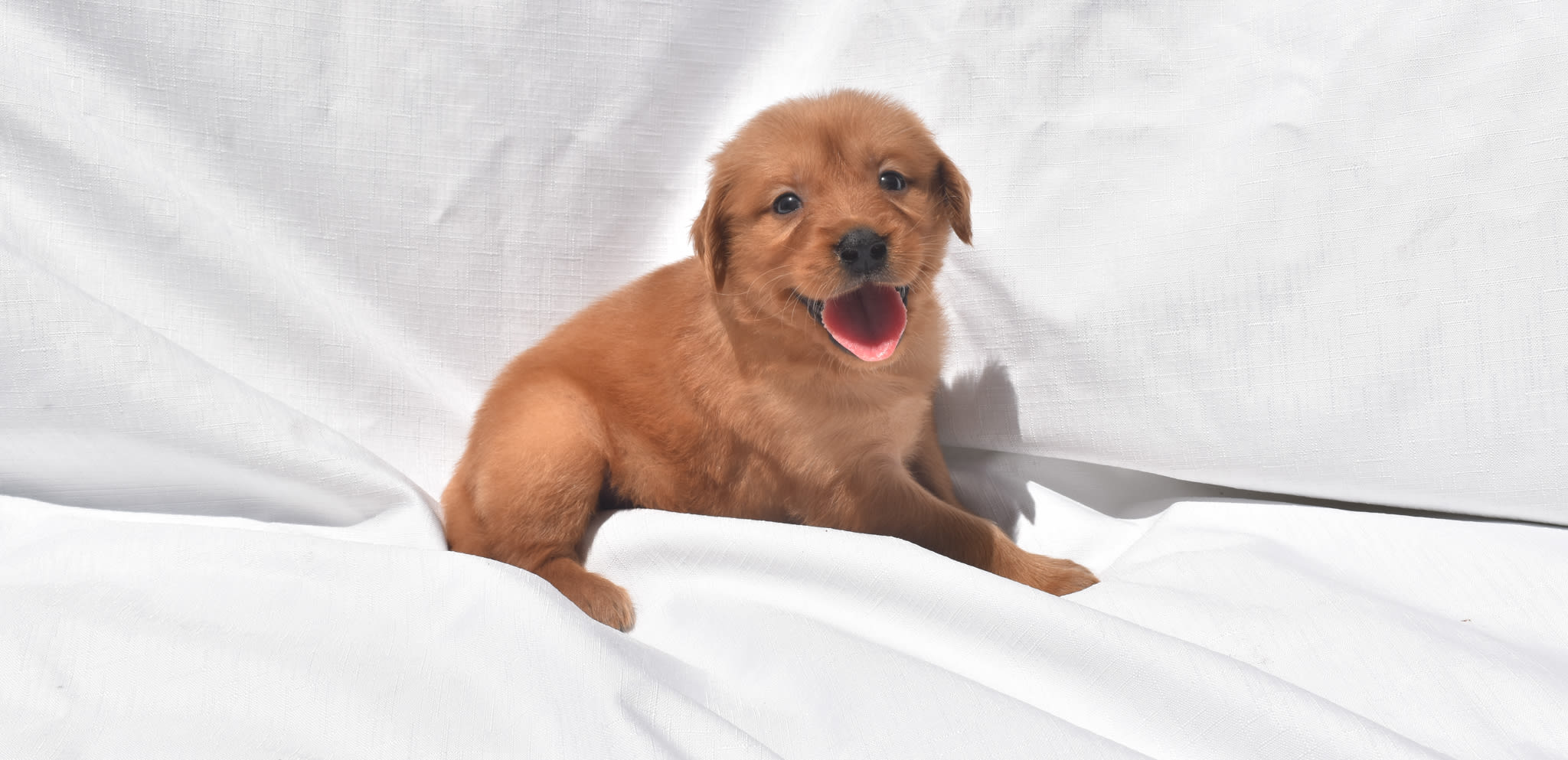 Golden Retriever puppy