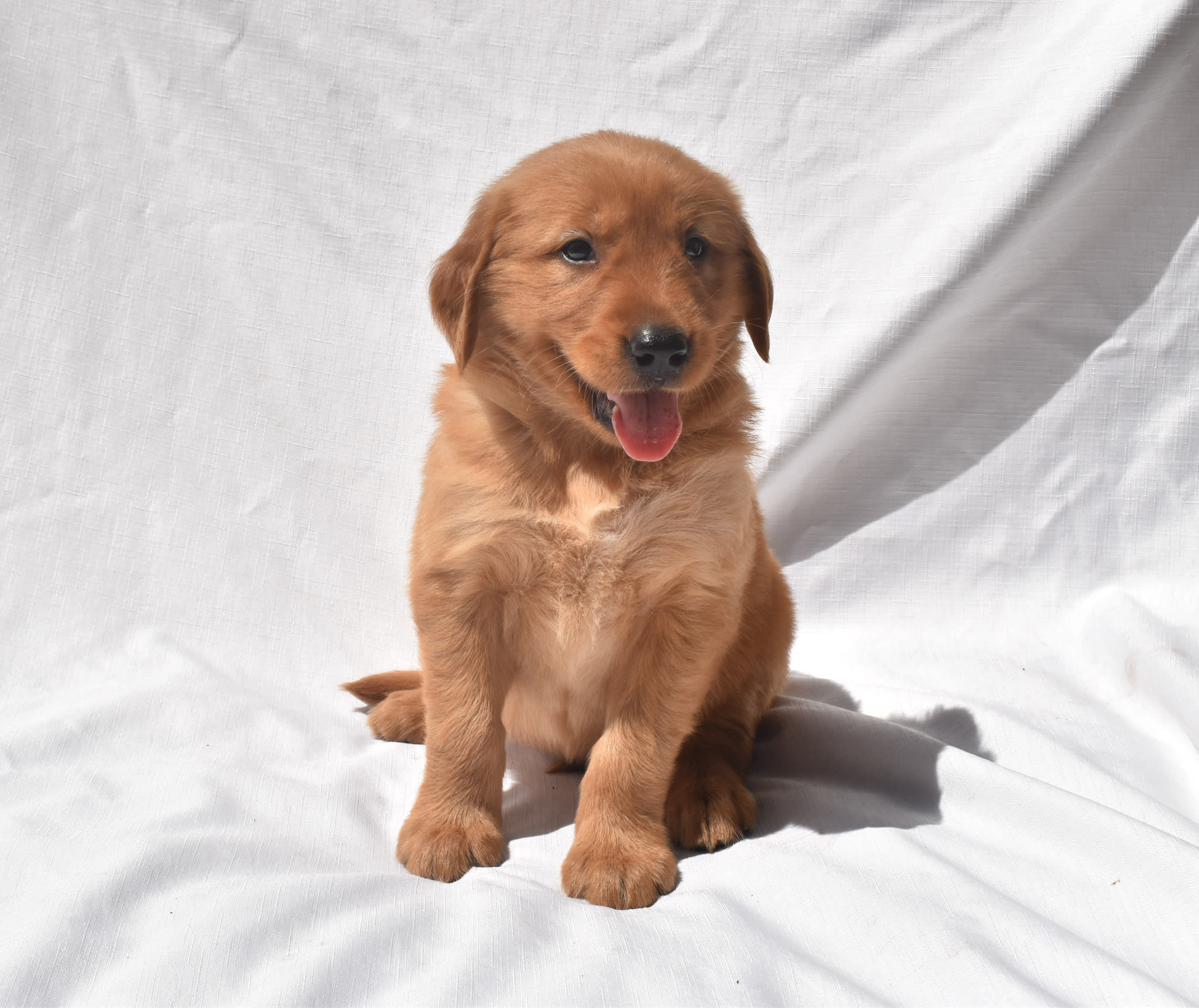 Golden Retriever puppy