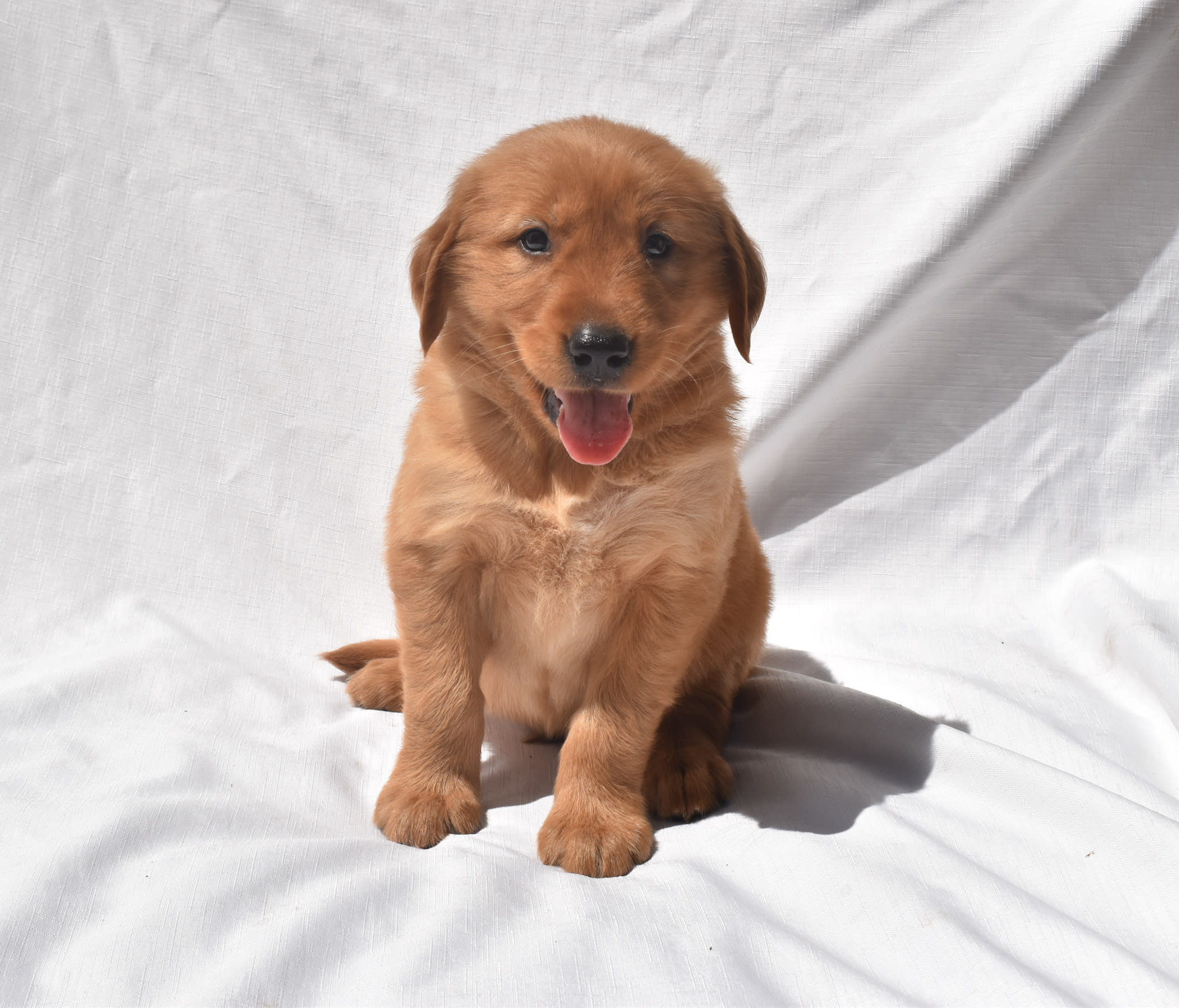 Golden Retriever puppy
