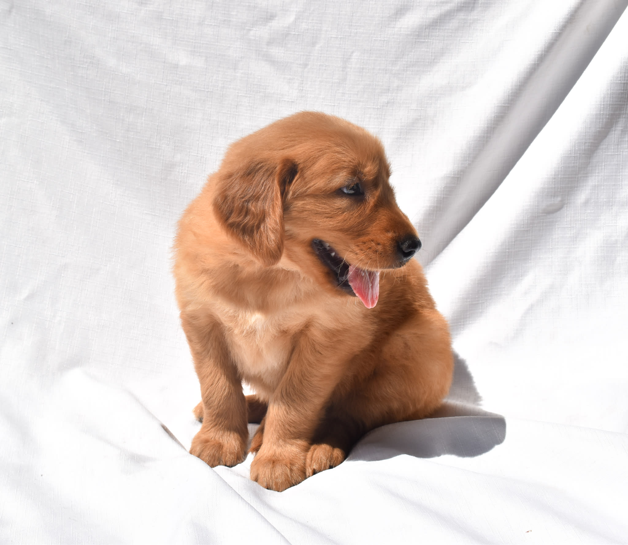 Golden Retriever puppy