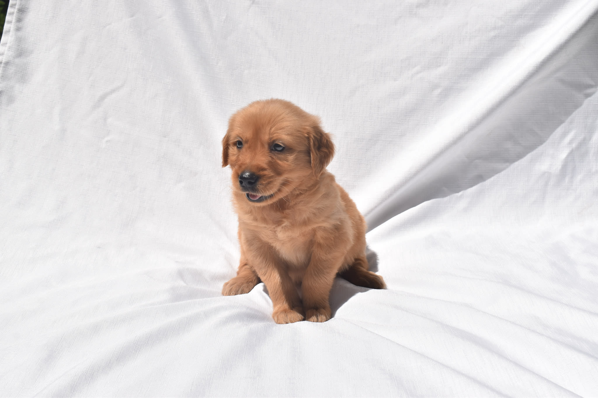 Golden Retriever puppy