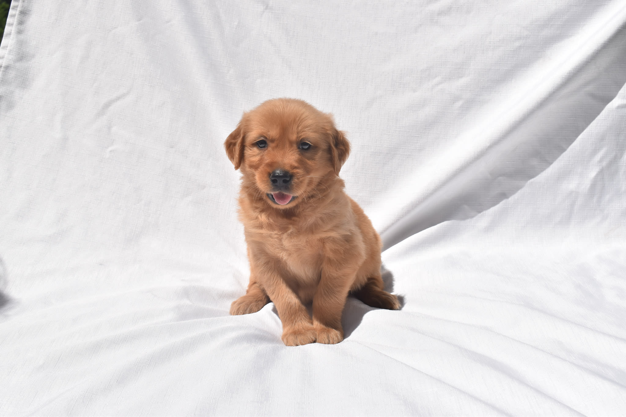 Golden Retriever puppy