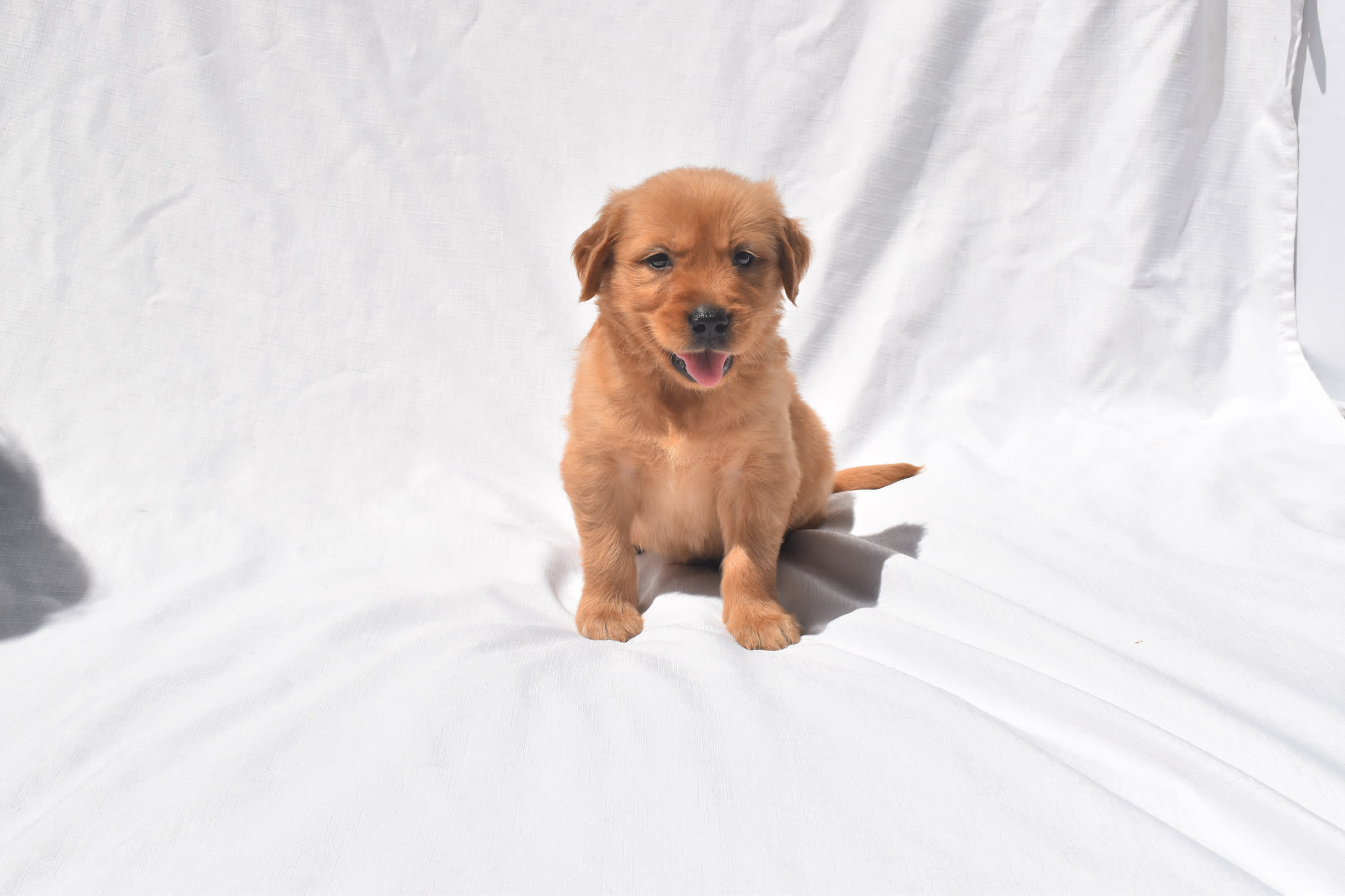 Golden Retriever puppy