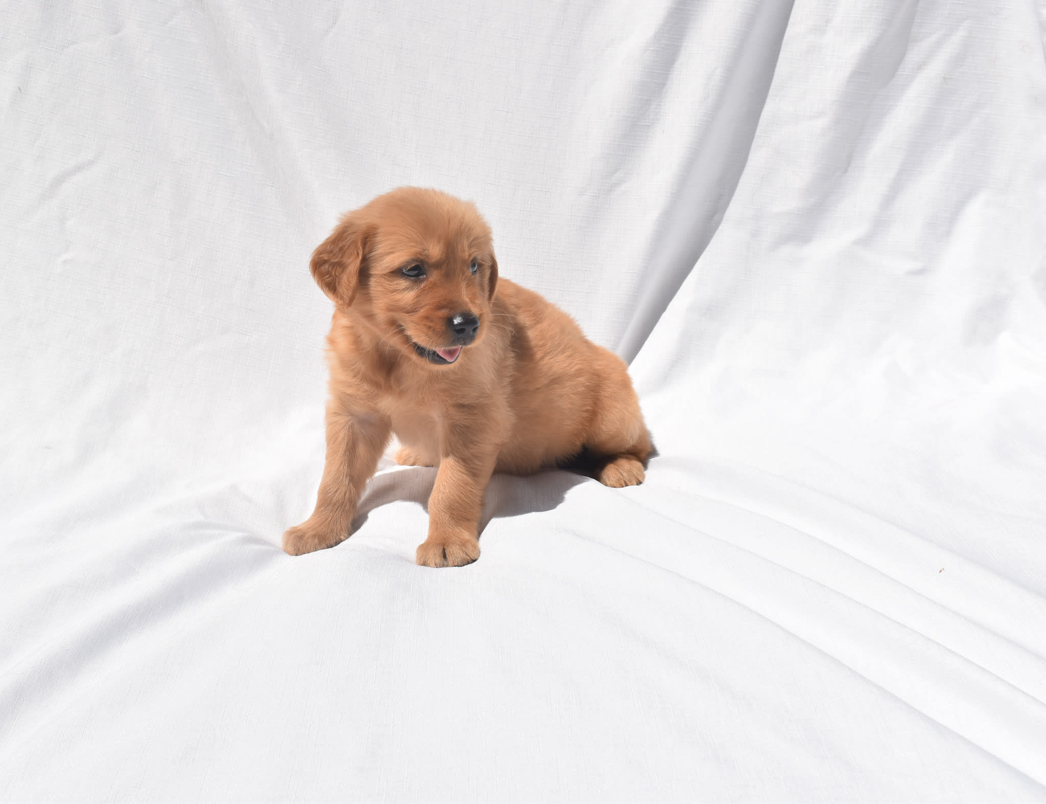 Golden Retriever puppy