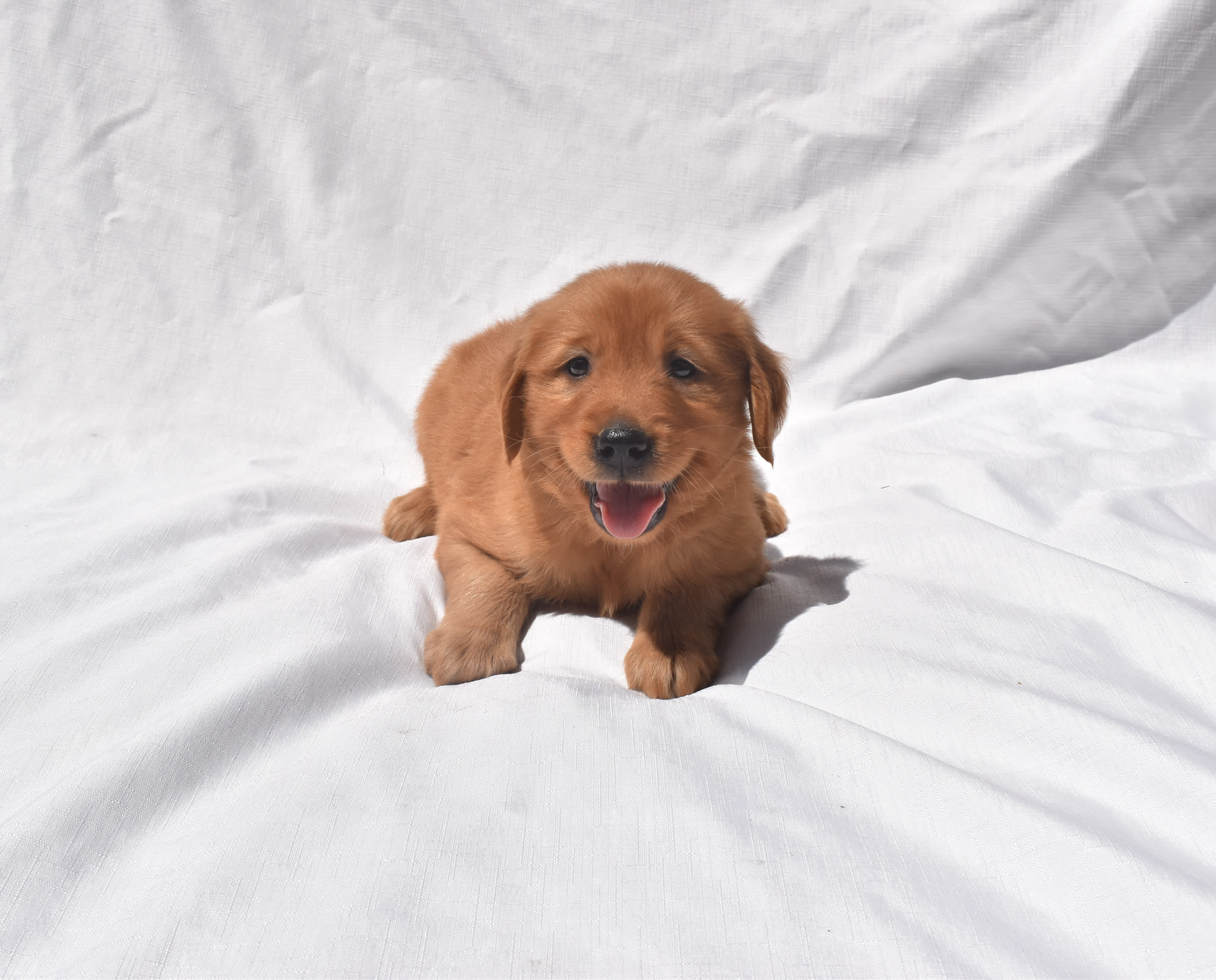 Golden Retriever puppy