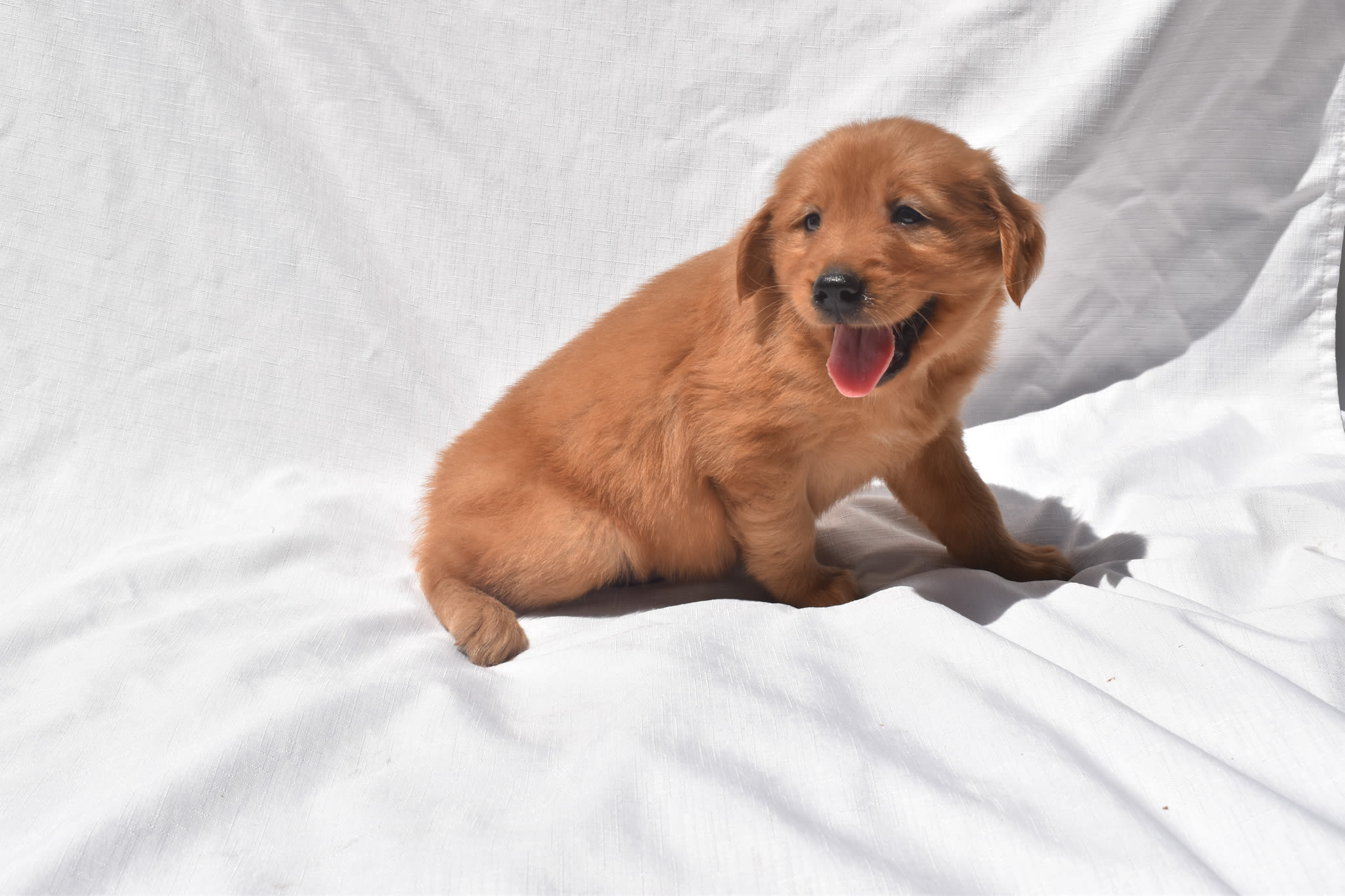 Golden Retriever puppy