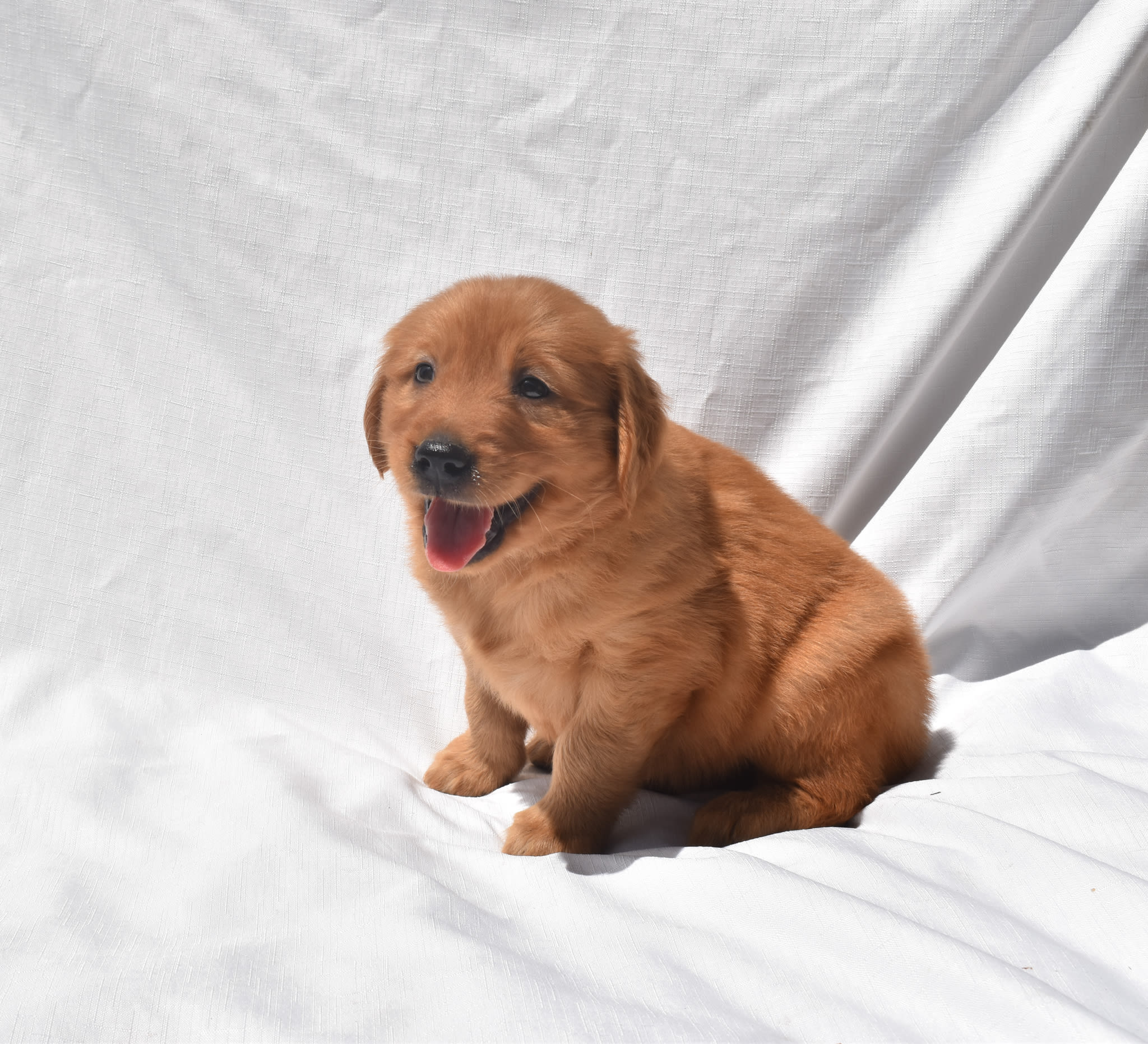 Golden Retriever puppy