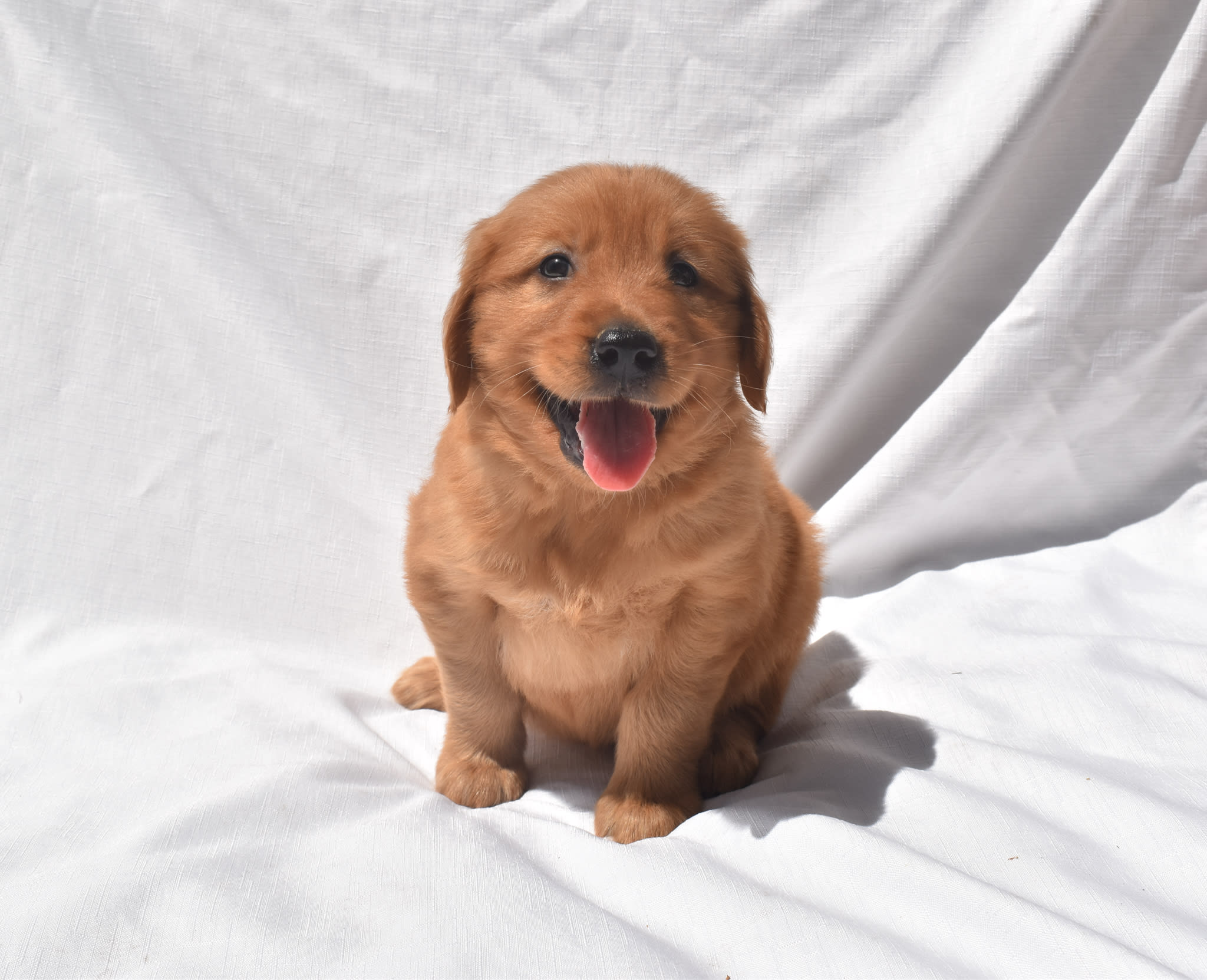 Golden Retriever puppy