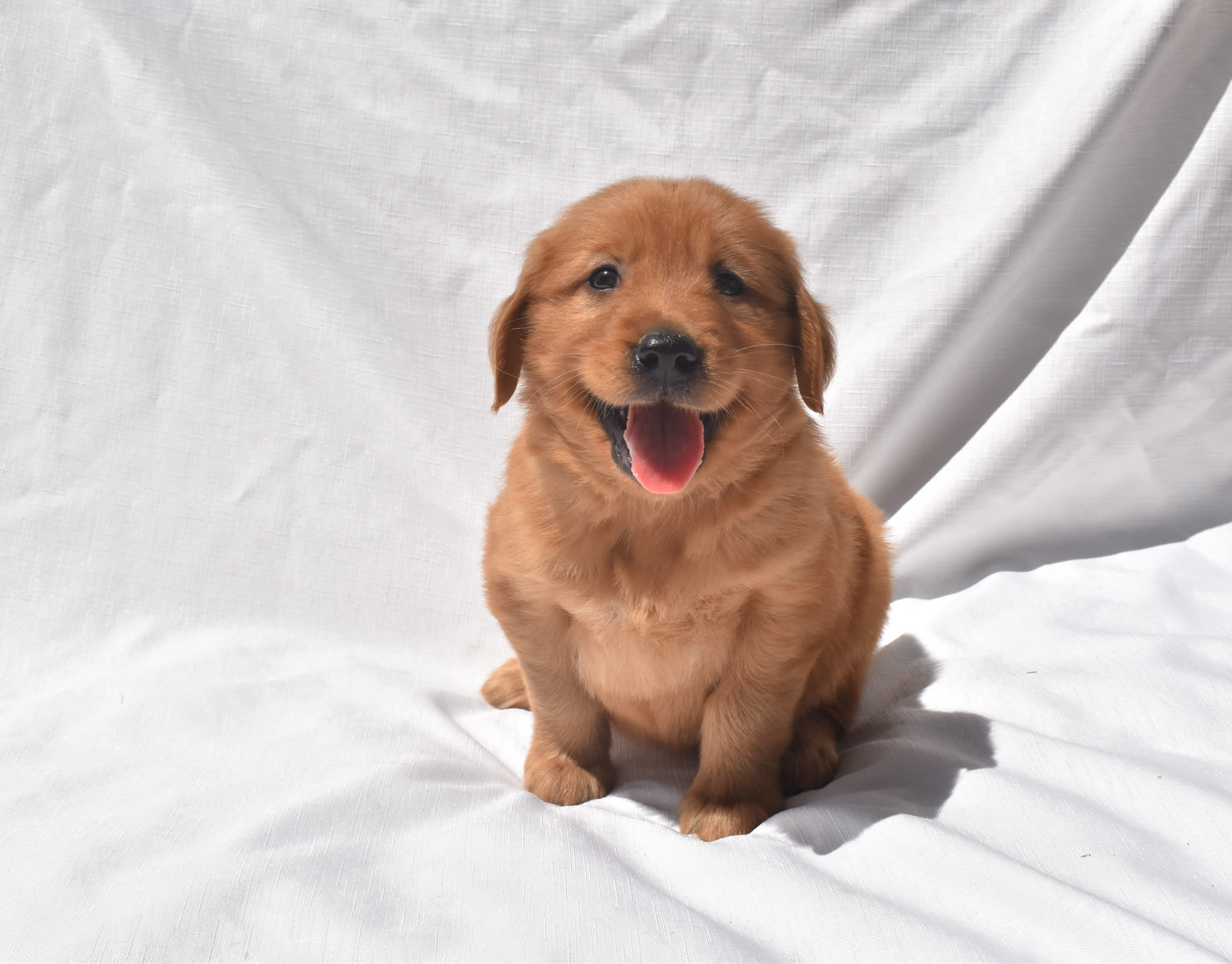 Golden Retriever puppy